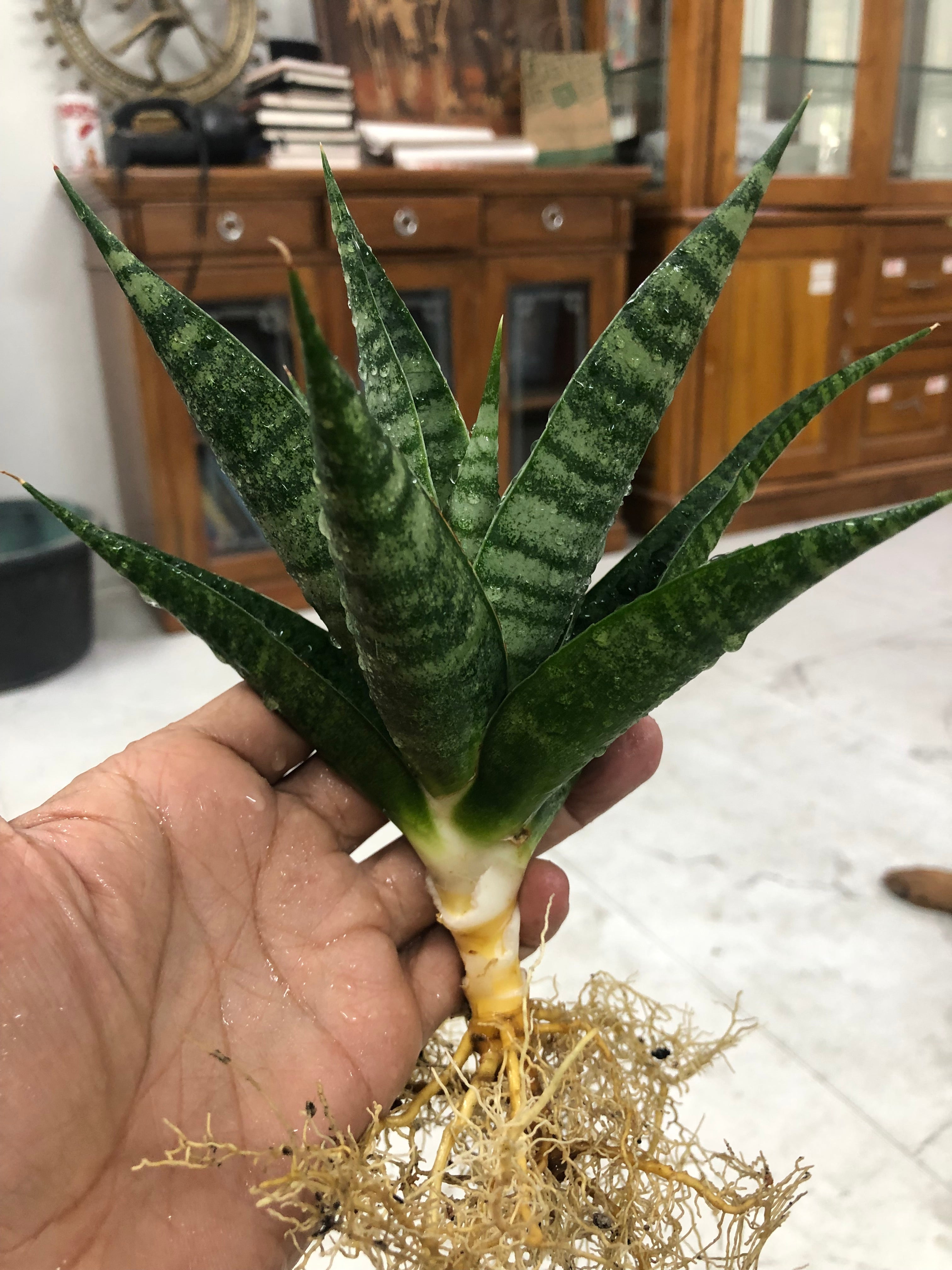 Sansevieria VALI