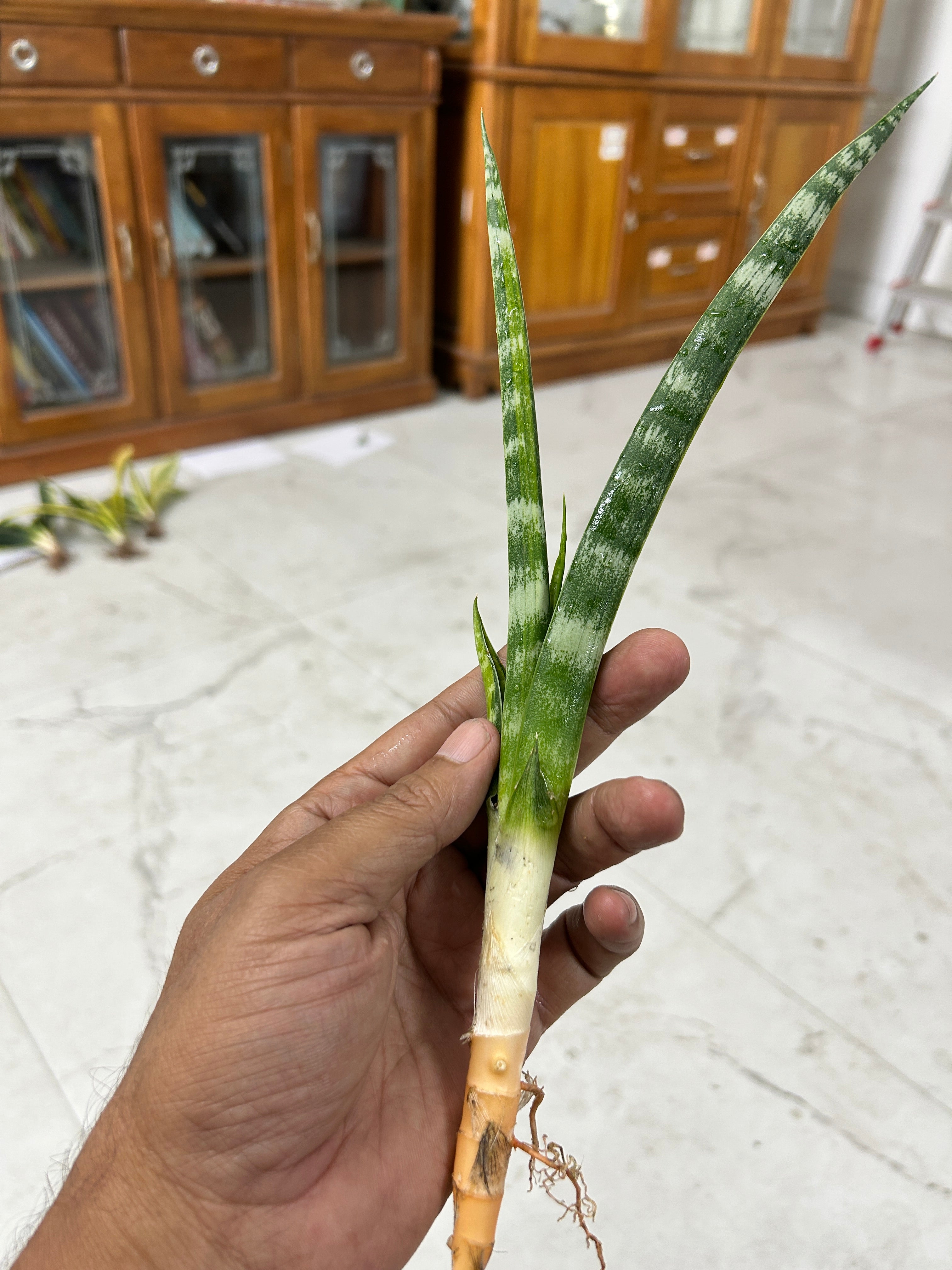 Sansevieria FERNWOOD VARIEGATED