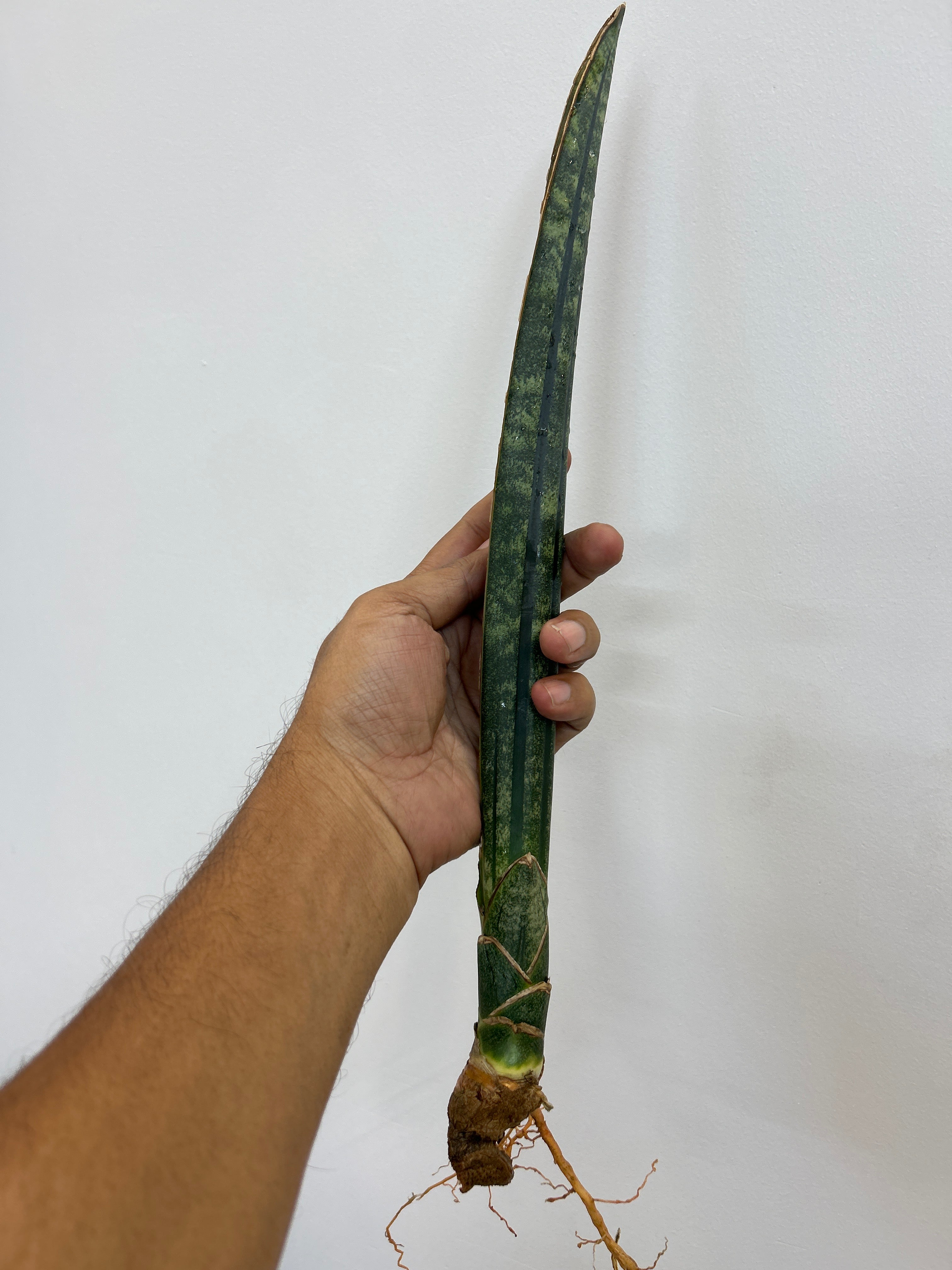 Sansevieria MALAWI BATS