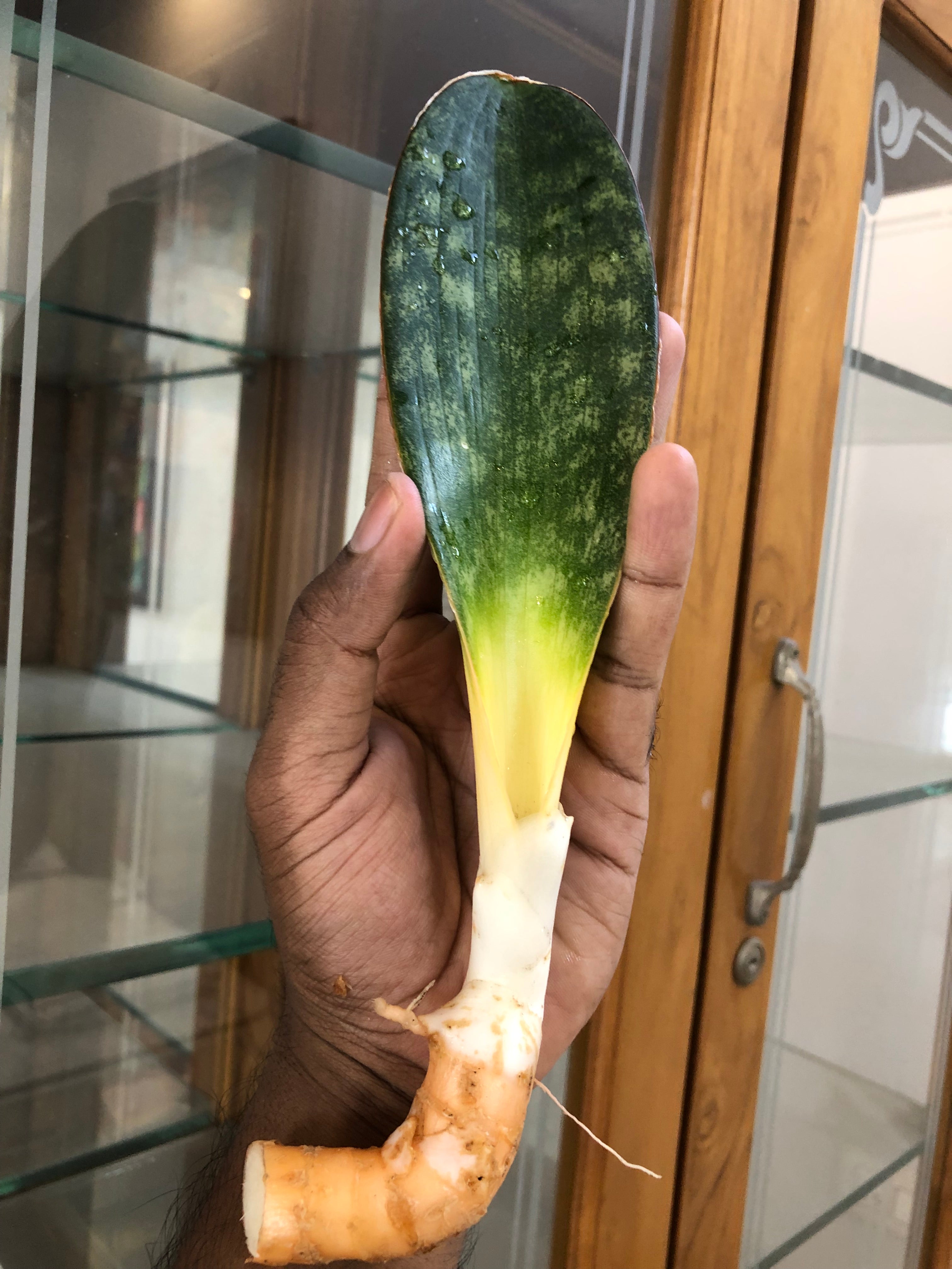 sansevieria HAWAIIAN STAR