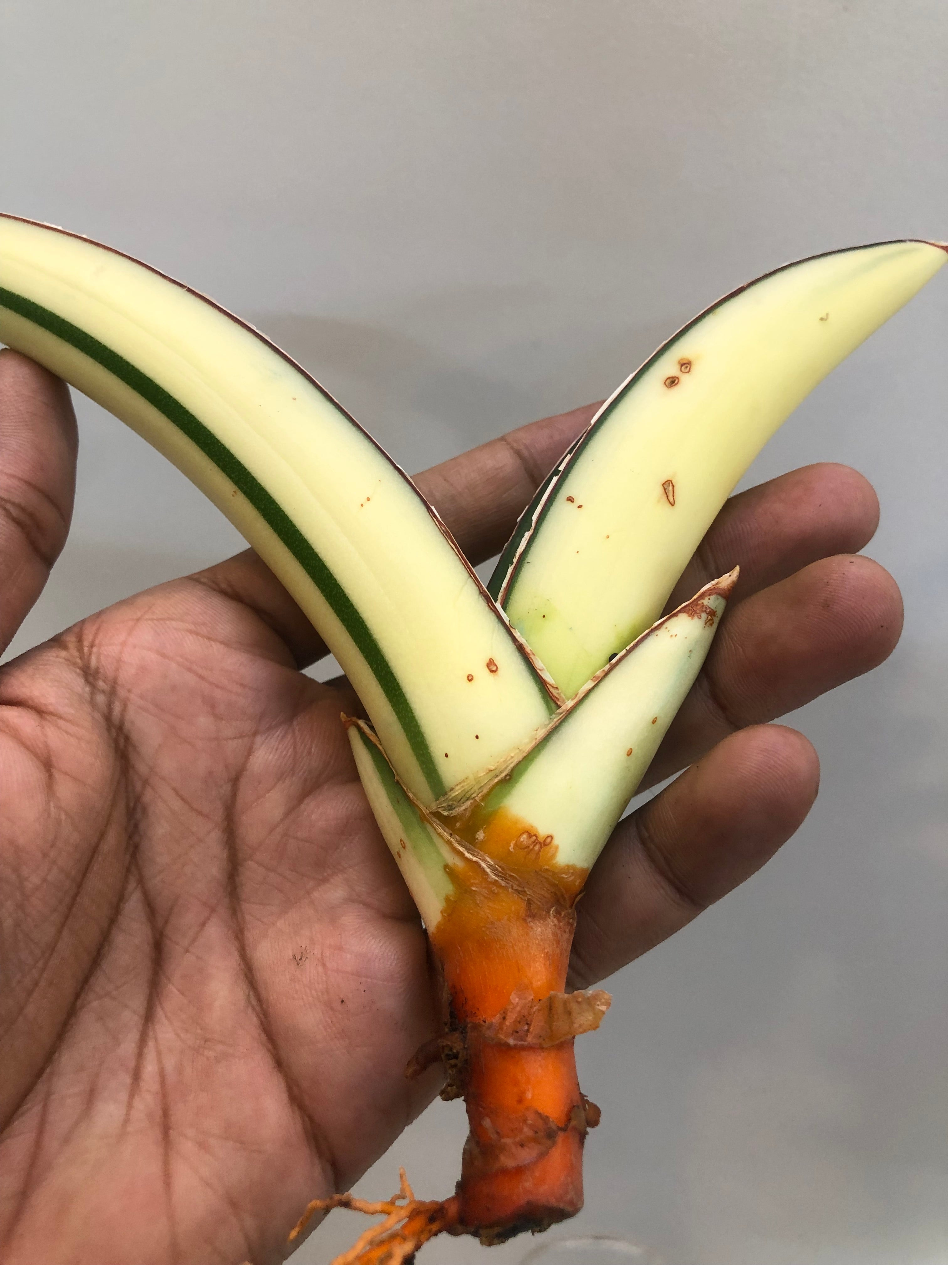 Sansevieria SALAF WHITE VAR