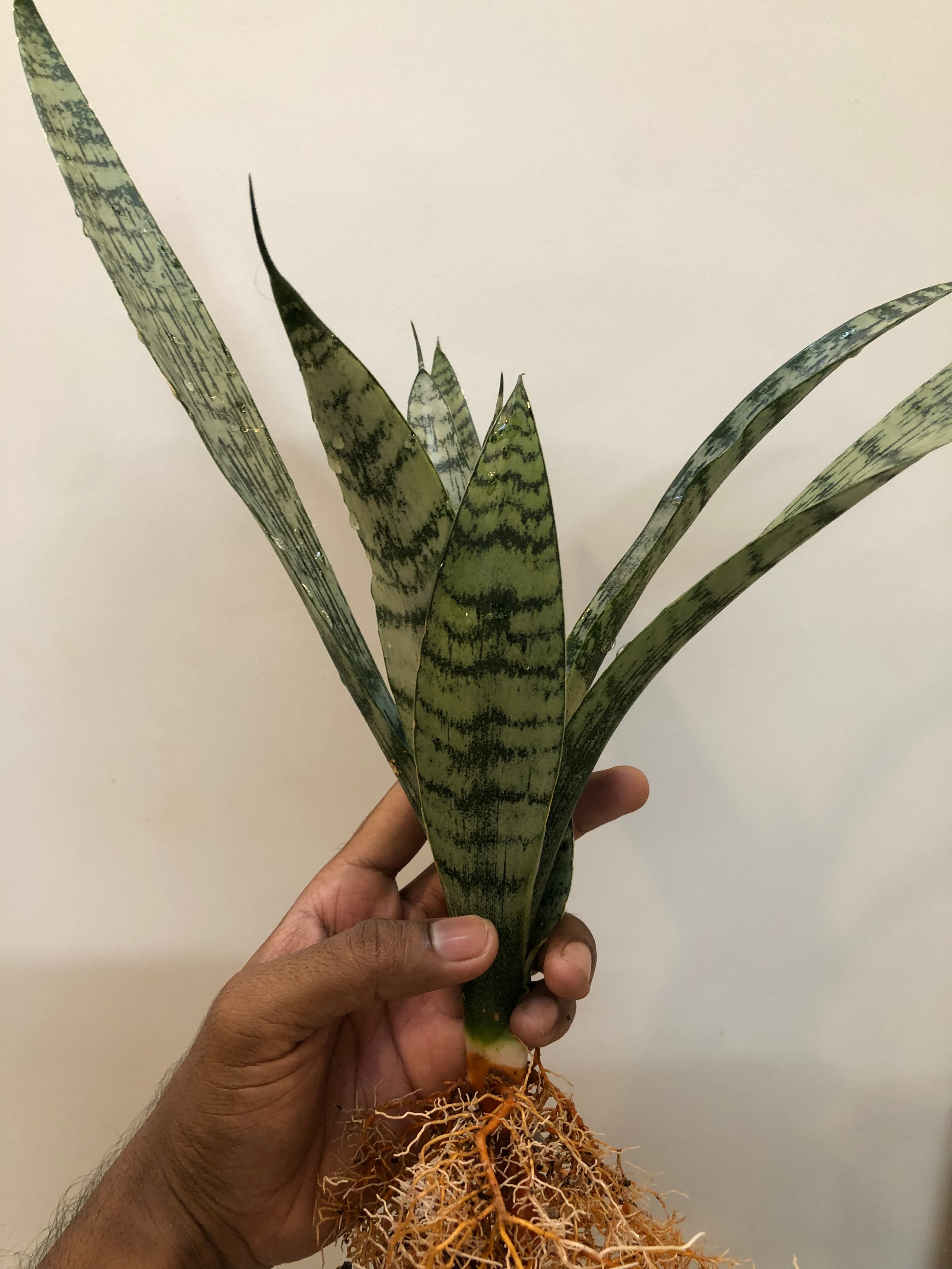 Sansevieria EVEREST