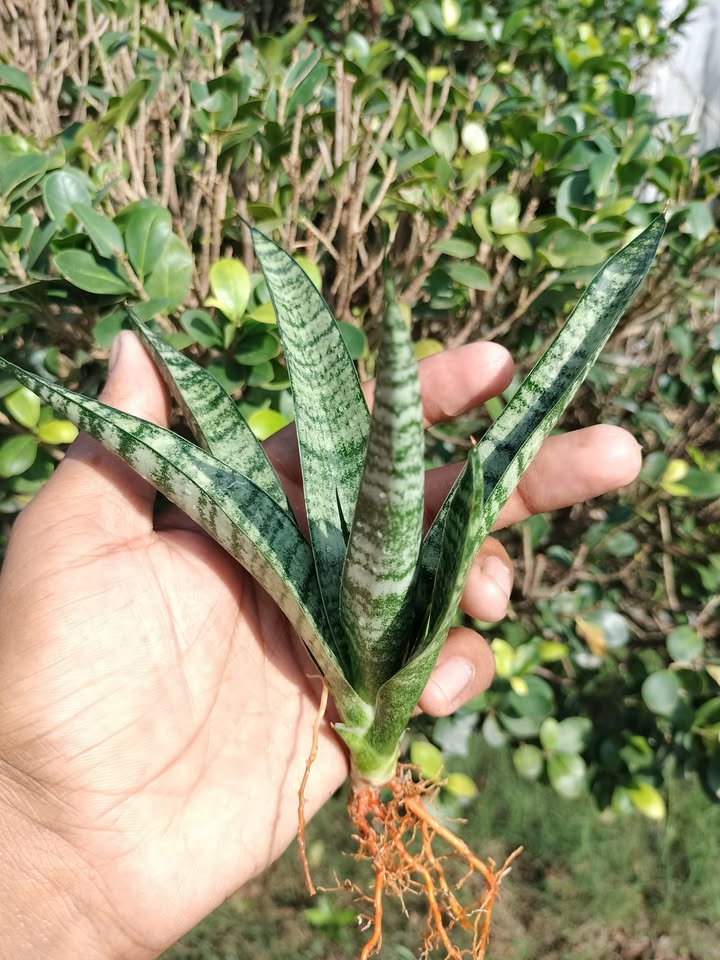 Sansevieria Combo of 7 Plants