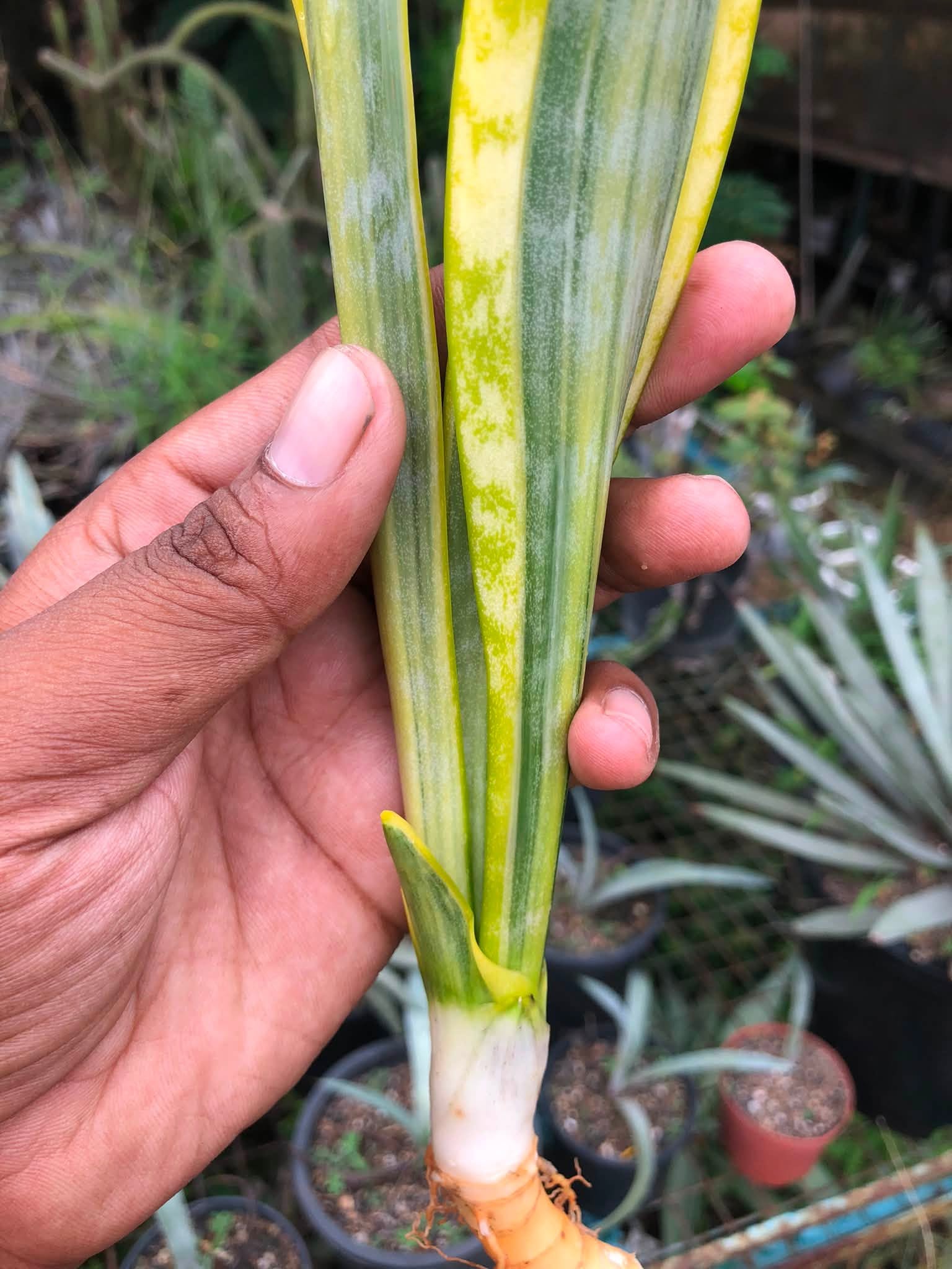 Sansevieria Trifaciata 'Aslaam'