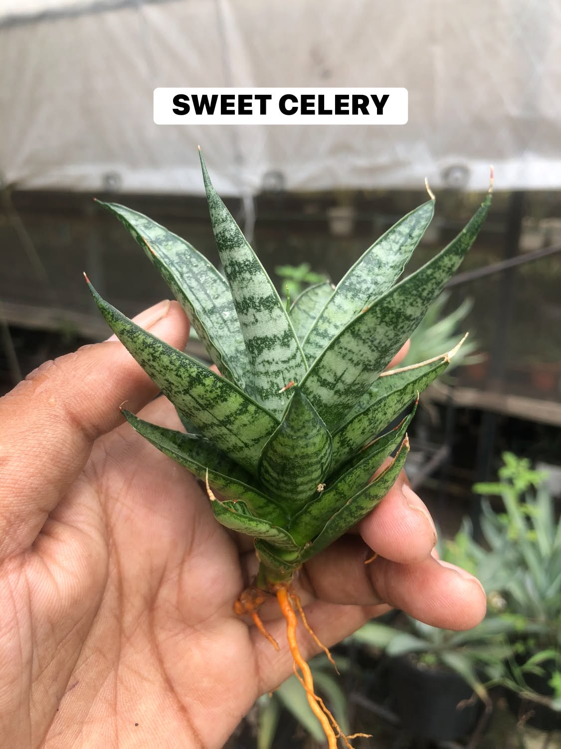 Combo No 26 : Sansevieria COMBO OF 5 PLANTS