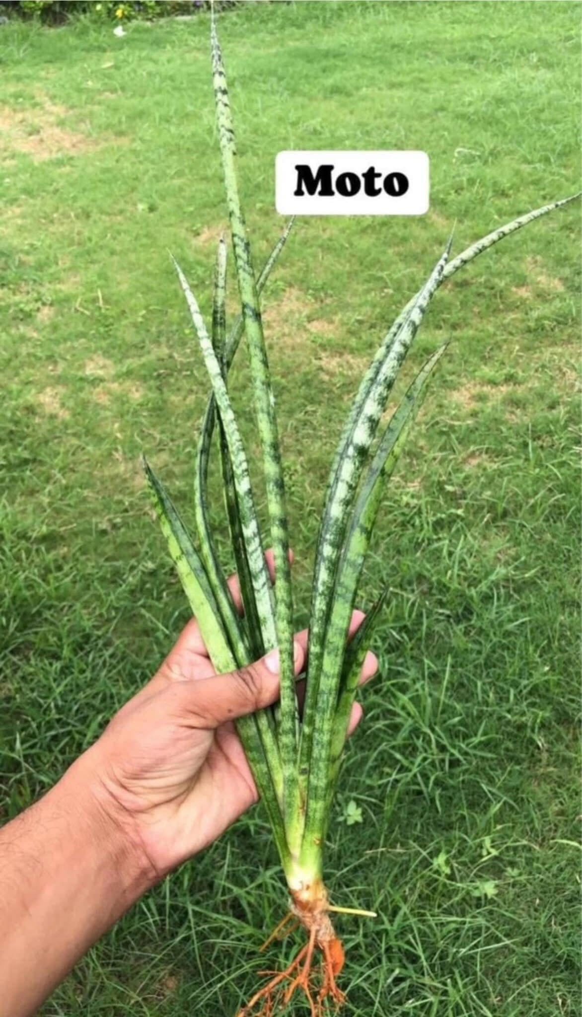 Sansevieria Combo of 7 LARGE PLANTS