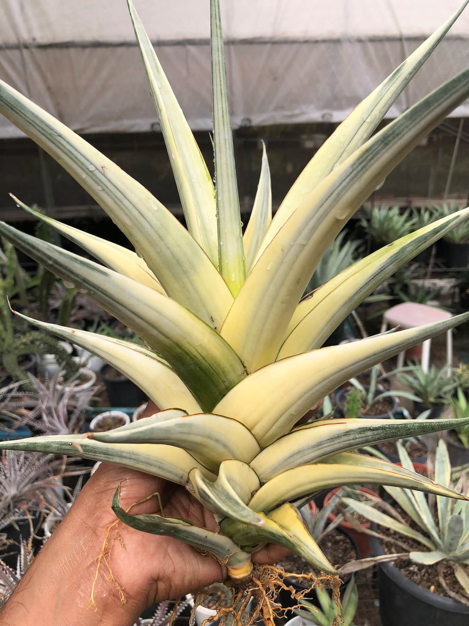SANSEVIERIA SNOW WHITE