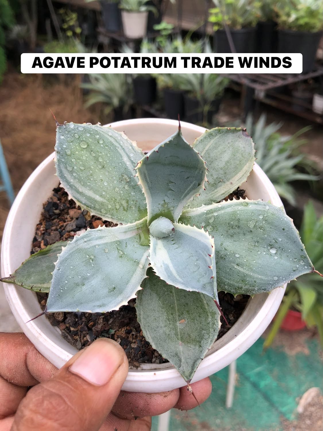 Combo No 18 : Twelve Popular Agaves and Mangaves