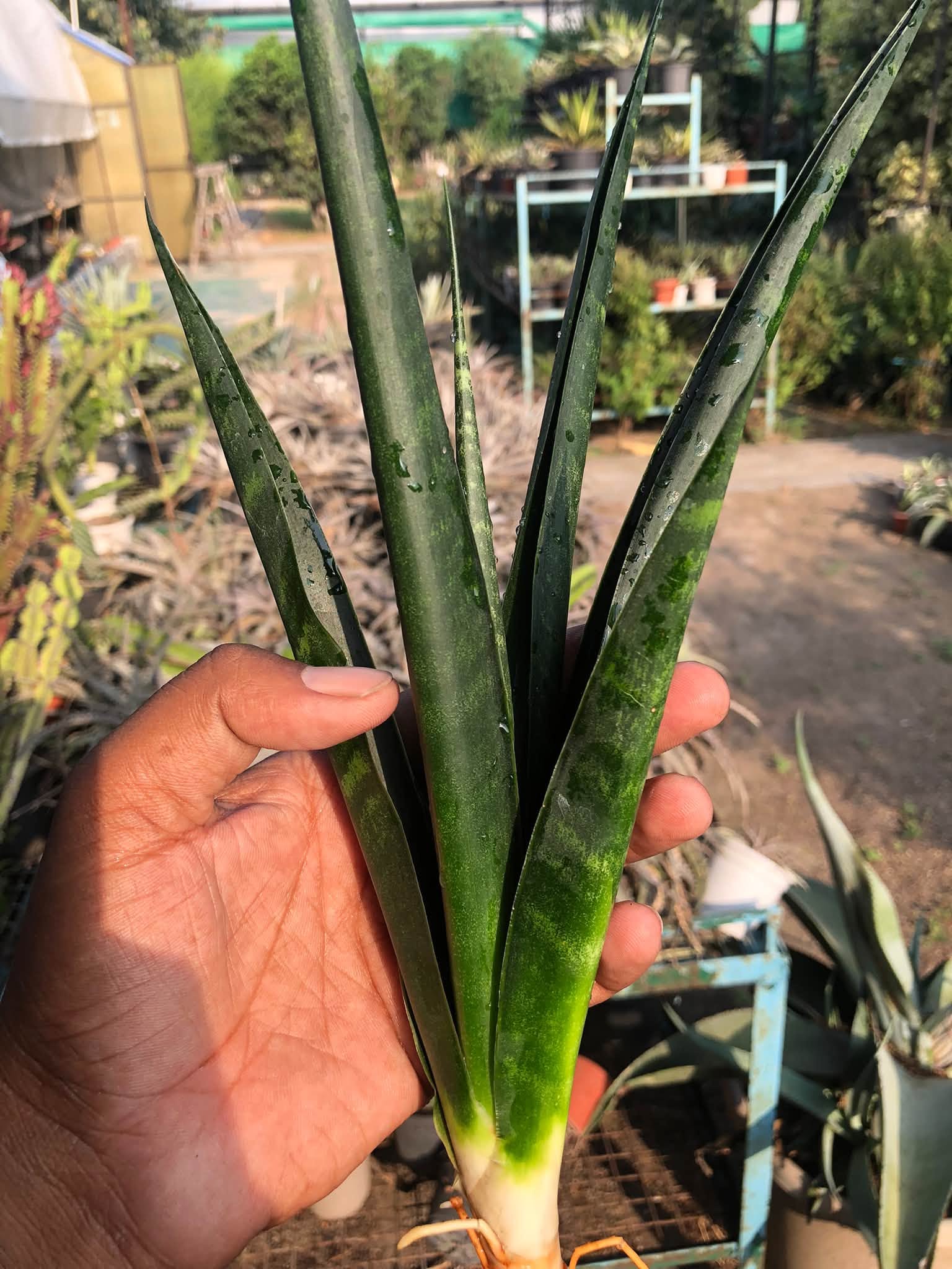 SANSEVIERIA BLACK MLANDI