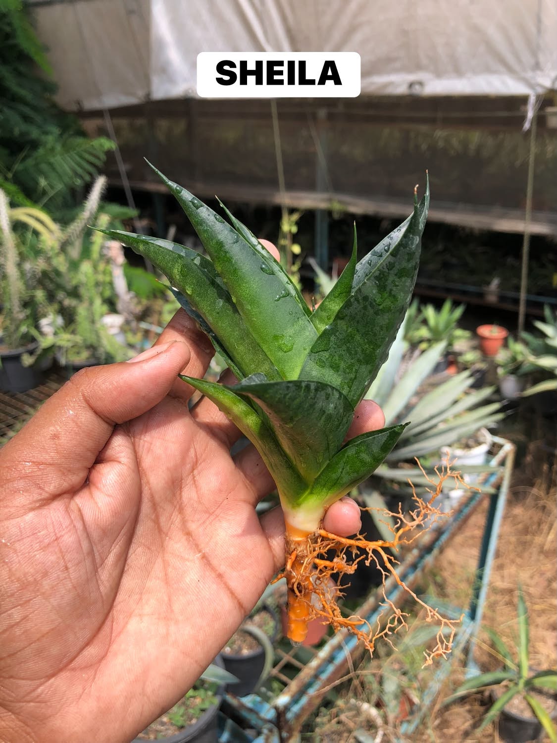 Combo No 21 : Six Popular Sansevieria