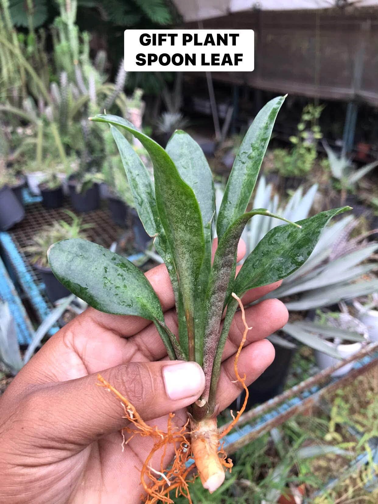 Combo No 15 : Five Popular Sansevieria