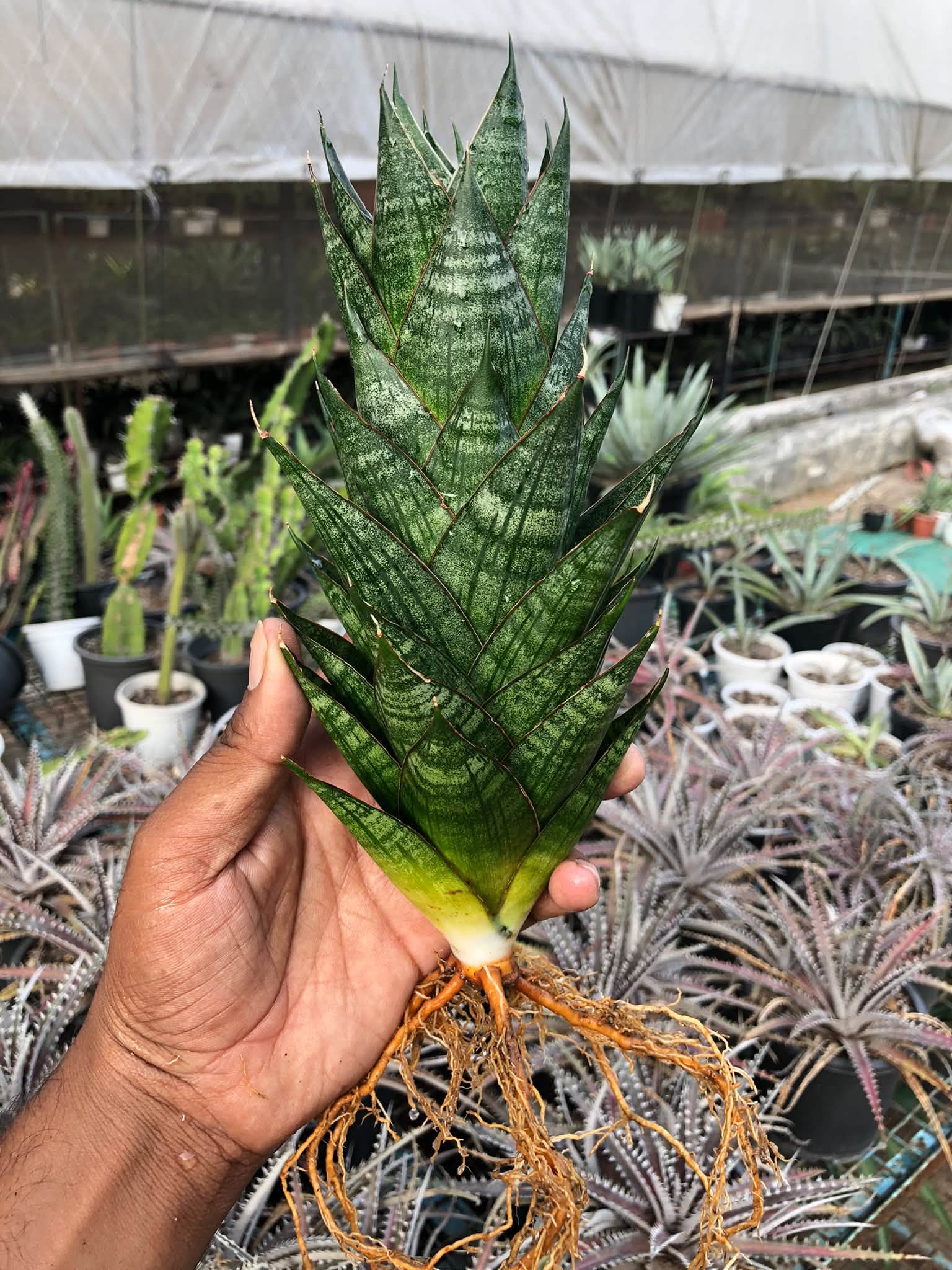 Sansevieria DRAGON SCALE LARGE