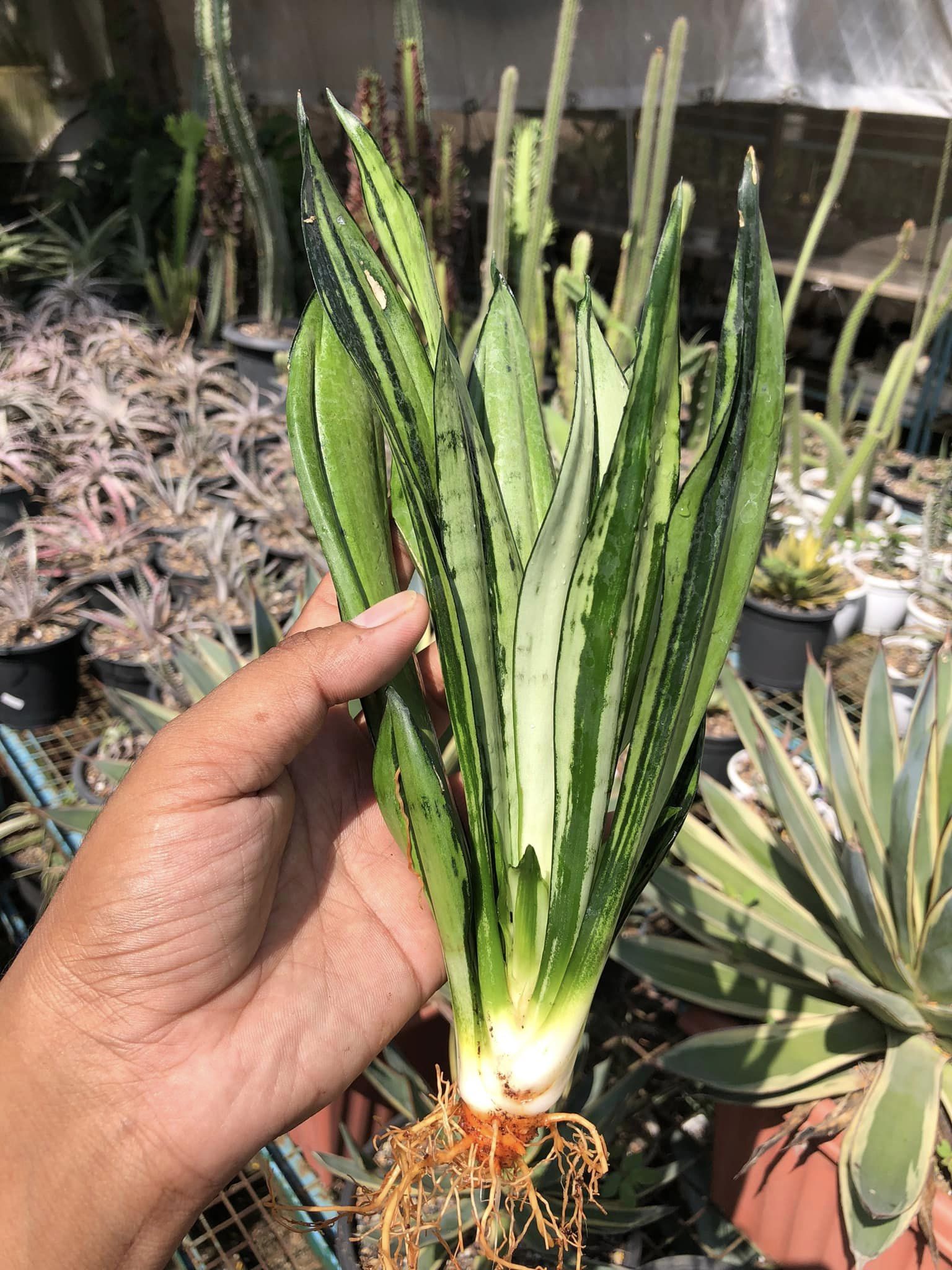 SANSEVIERIA BRAZILLIAN MOONSHINE