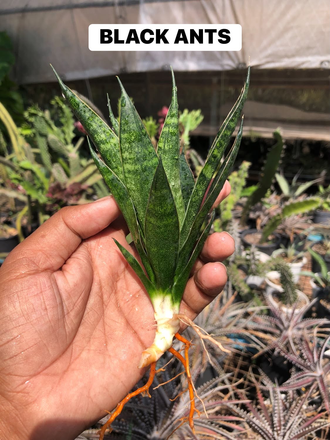 COMBO NO. 40 : COMBO OF 5 SANSEVIERIA