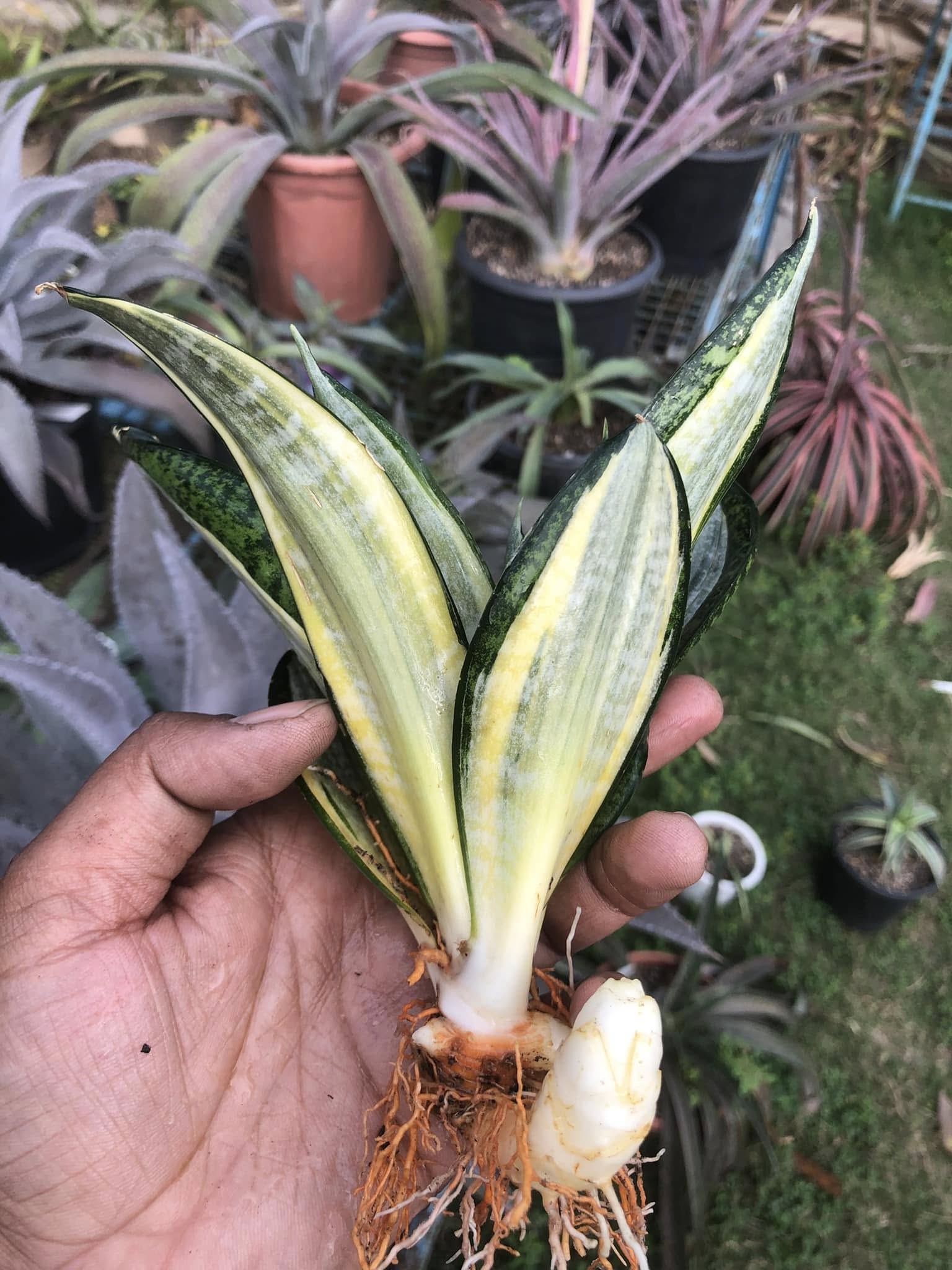 Sansevieria Hahnii Silver Zebra