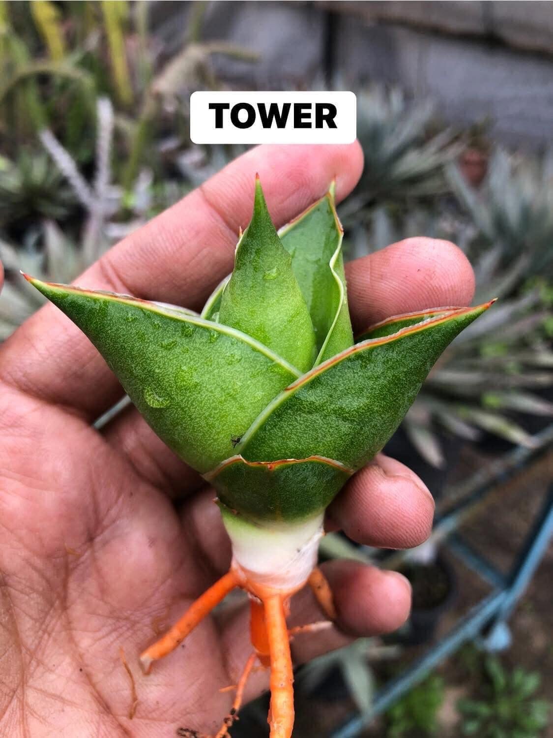 Combo of 6 Beautiful Sansevieria