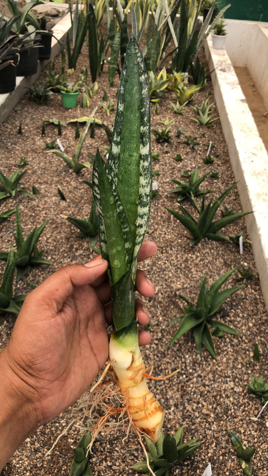 SANSEVIERIA GREEN MERMAID PUP