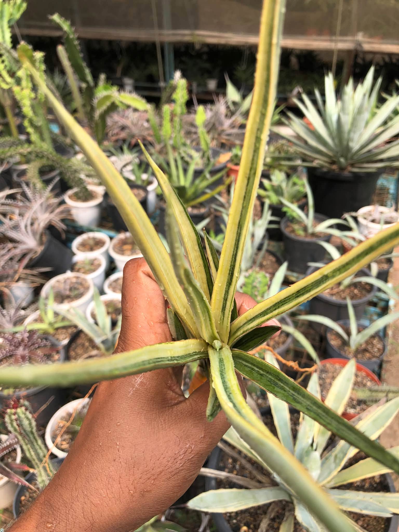SANSEVIERIA SILVER TORCH VAR