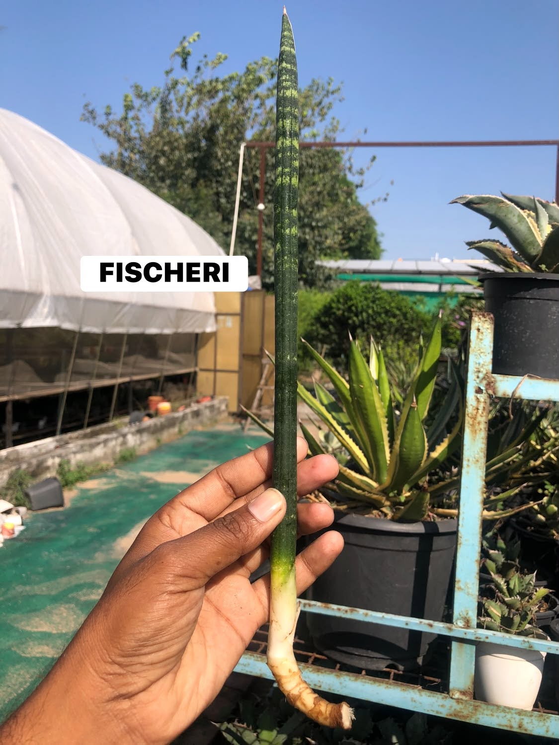 COMBO NO. 37 : Combo of 10 sansevieria