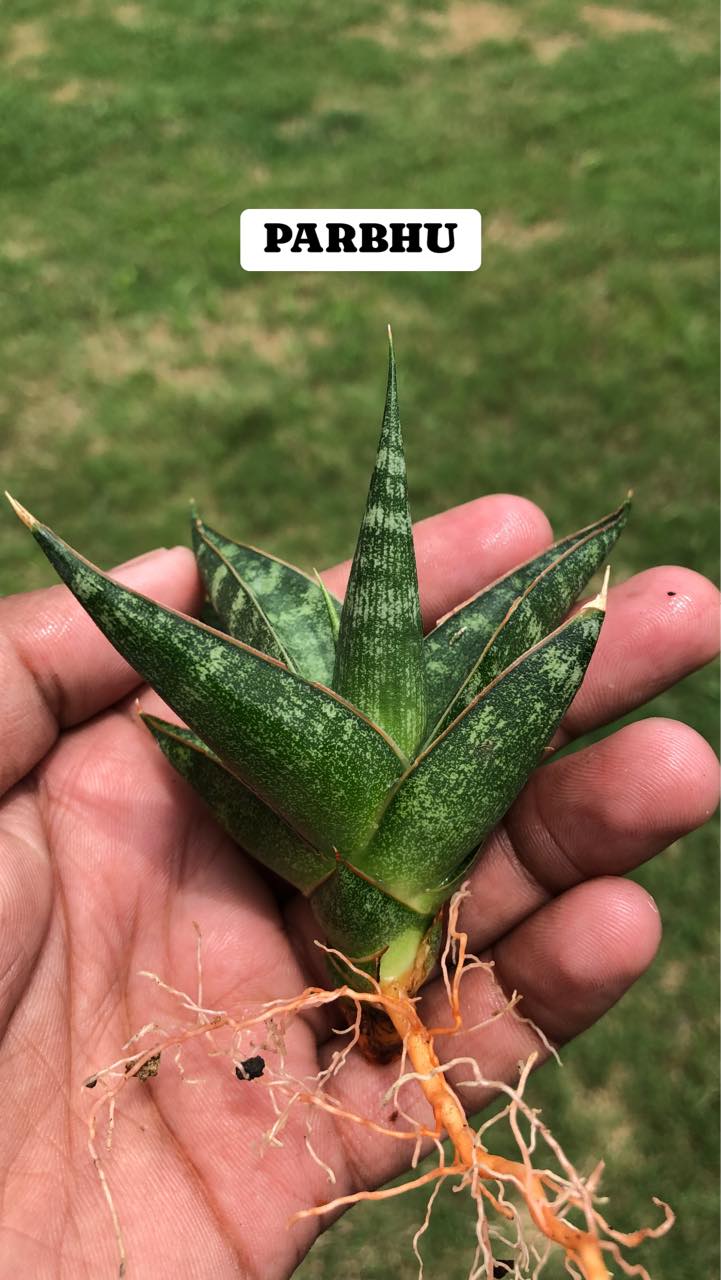 COMBO OF Eight Indonesian Hybrids of Sansevieria named on Hindu Gods and Godesses and from Hindu Mythology