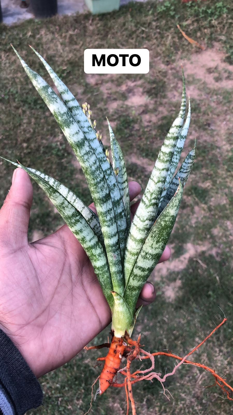 Combo of 10 different Sansevieria
