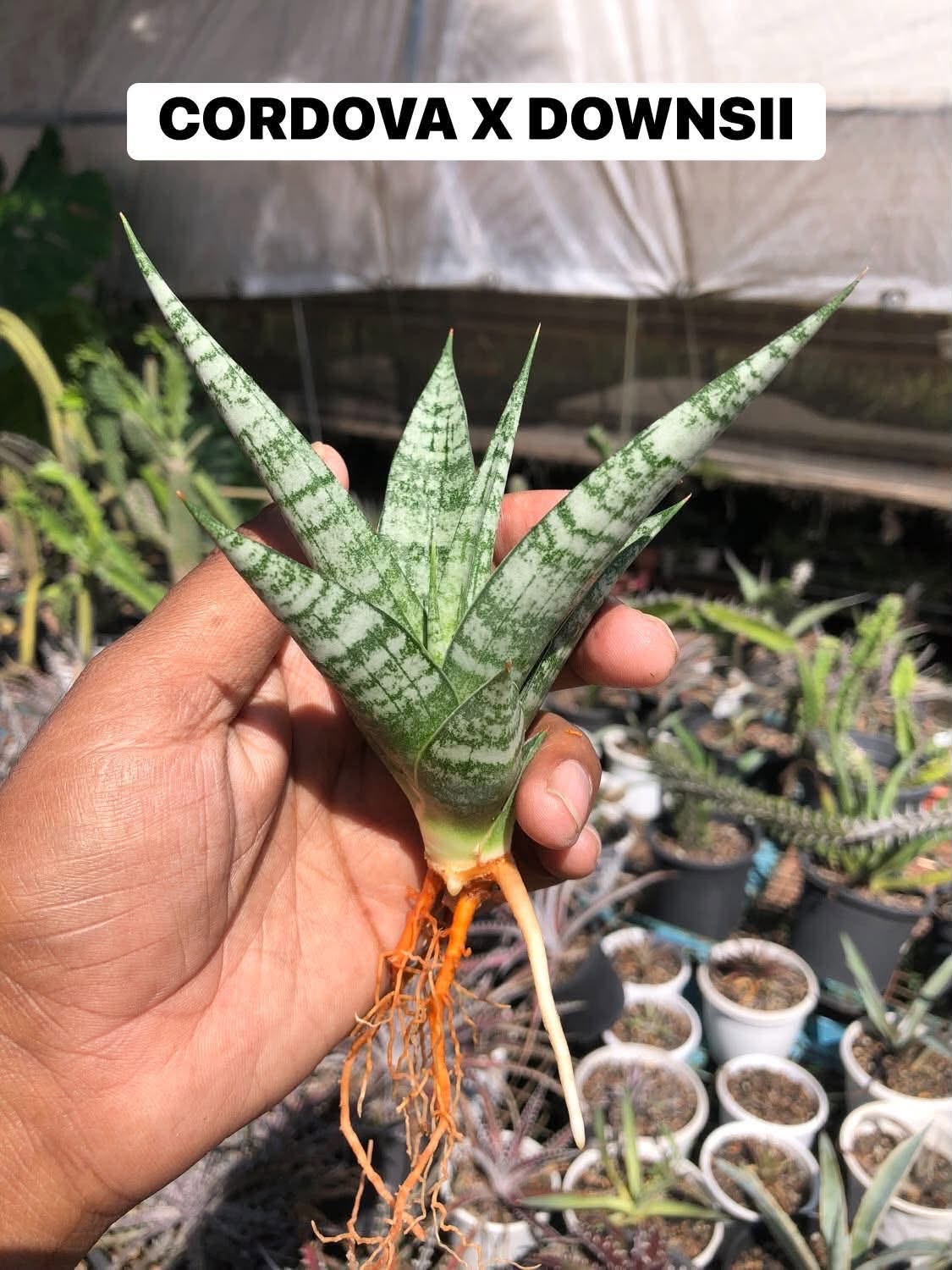 COMBO NO. 36 : COMBO OF 5 SANSEVIERIA