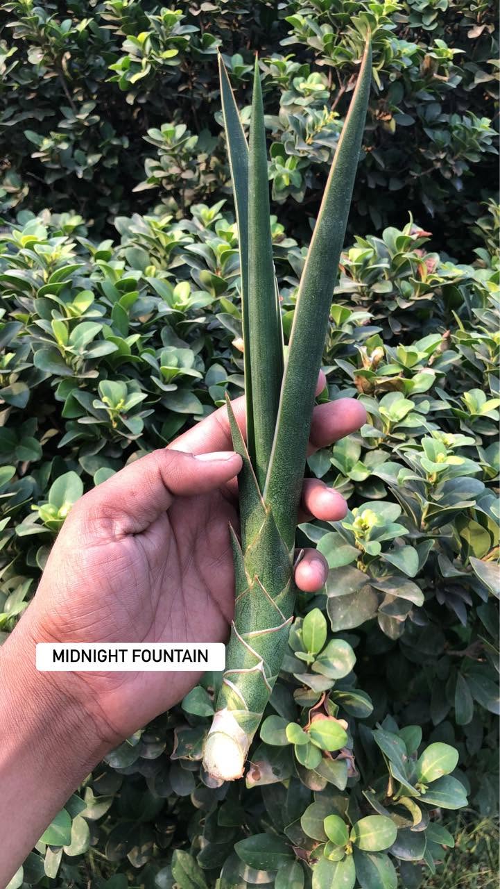 Combo of 10 sansevieria