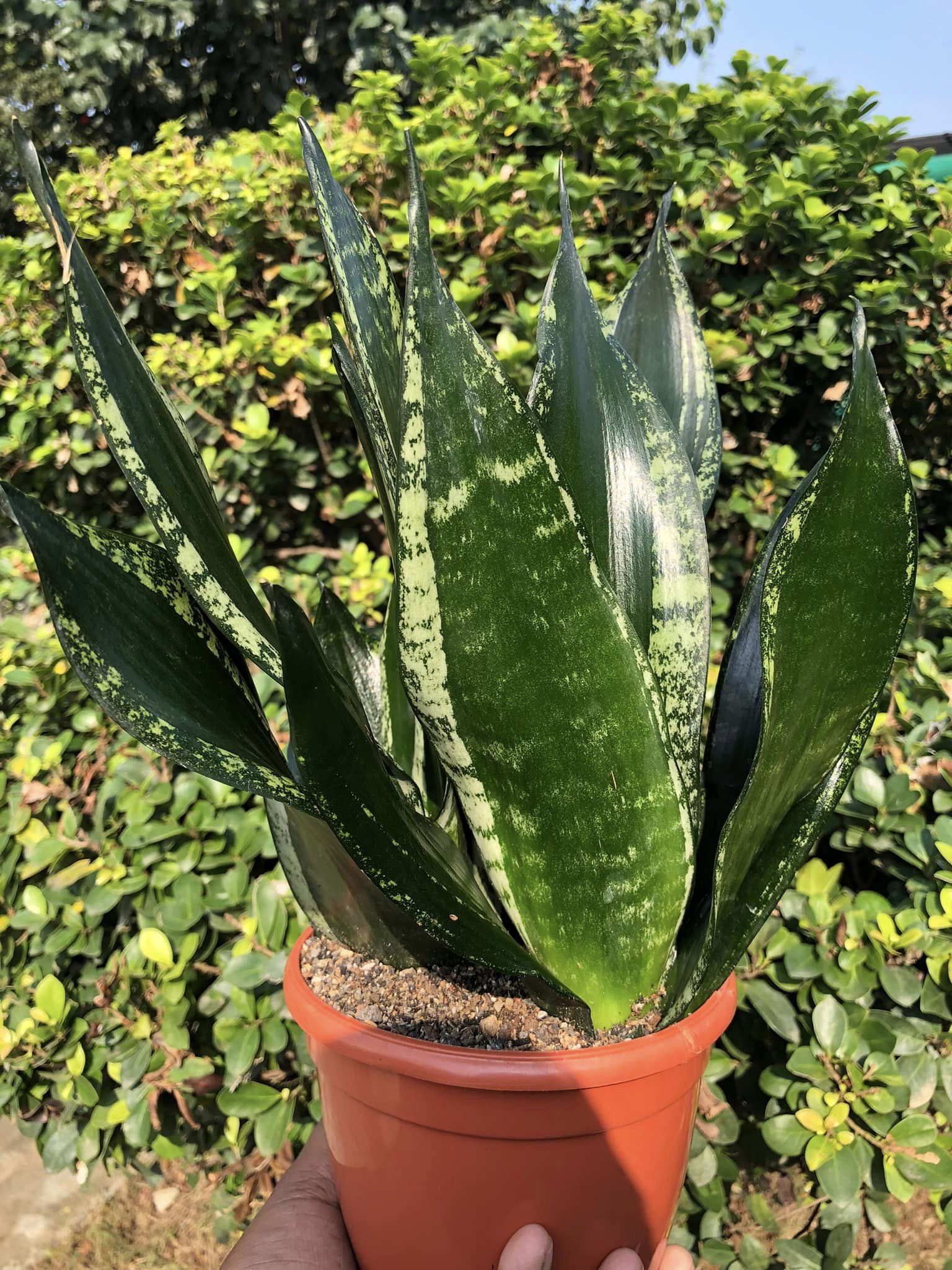 Sansevieria Whitney Clump of 3 large Plants