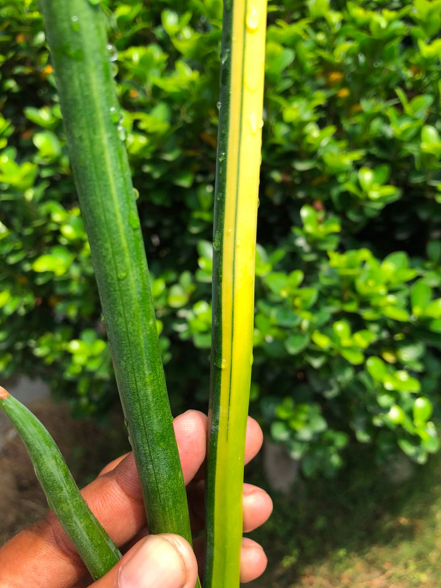 Sansevieria ERYTHRAEAE VARIEGATED