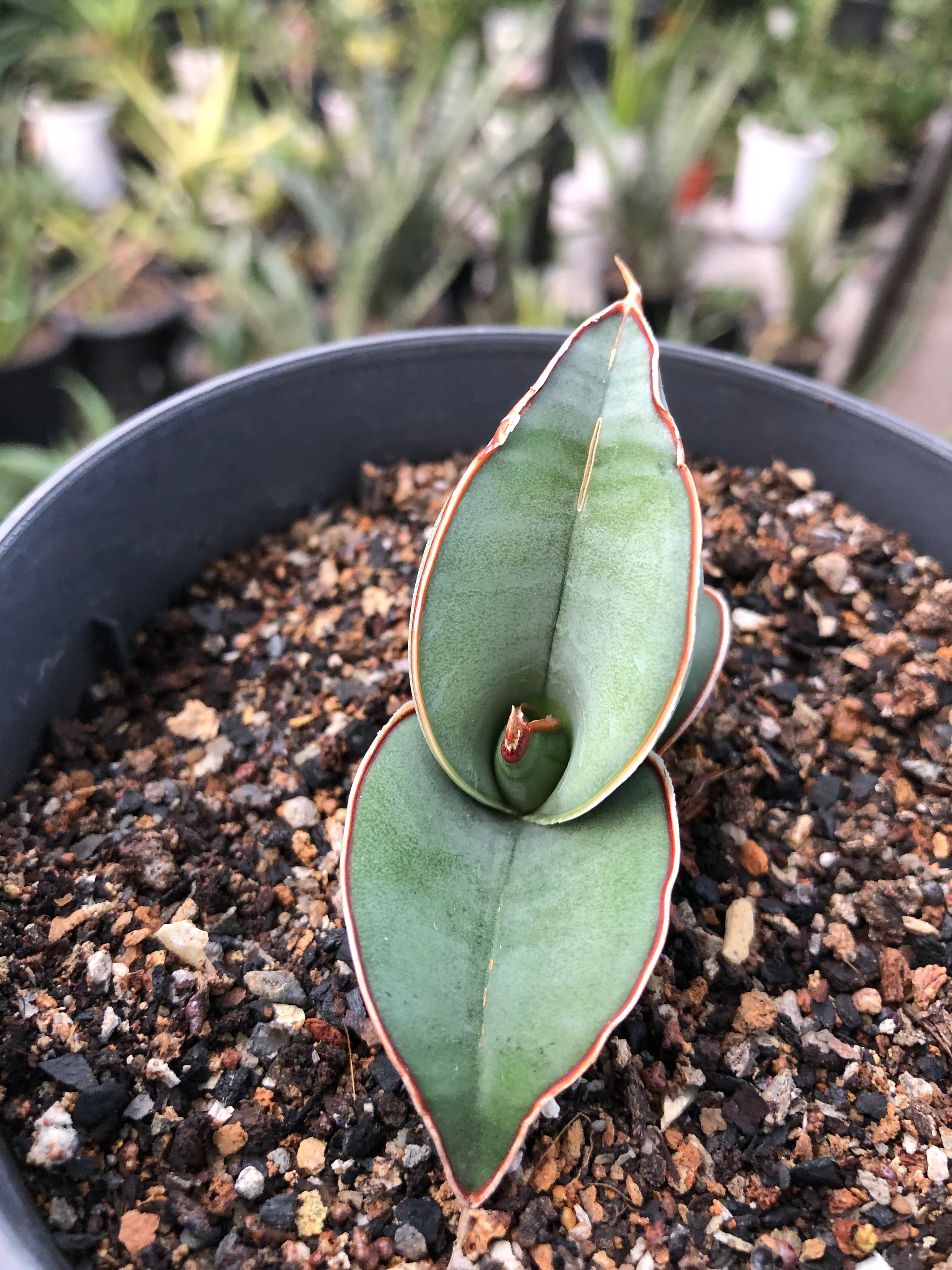Sansevieria BANANA FAT
