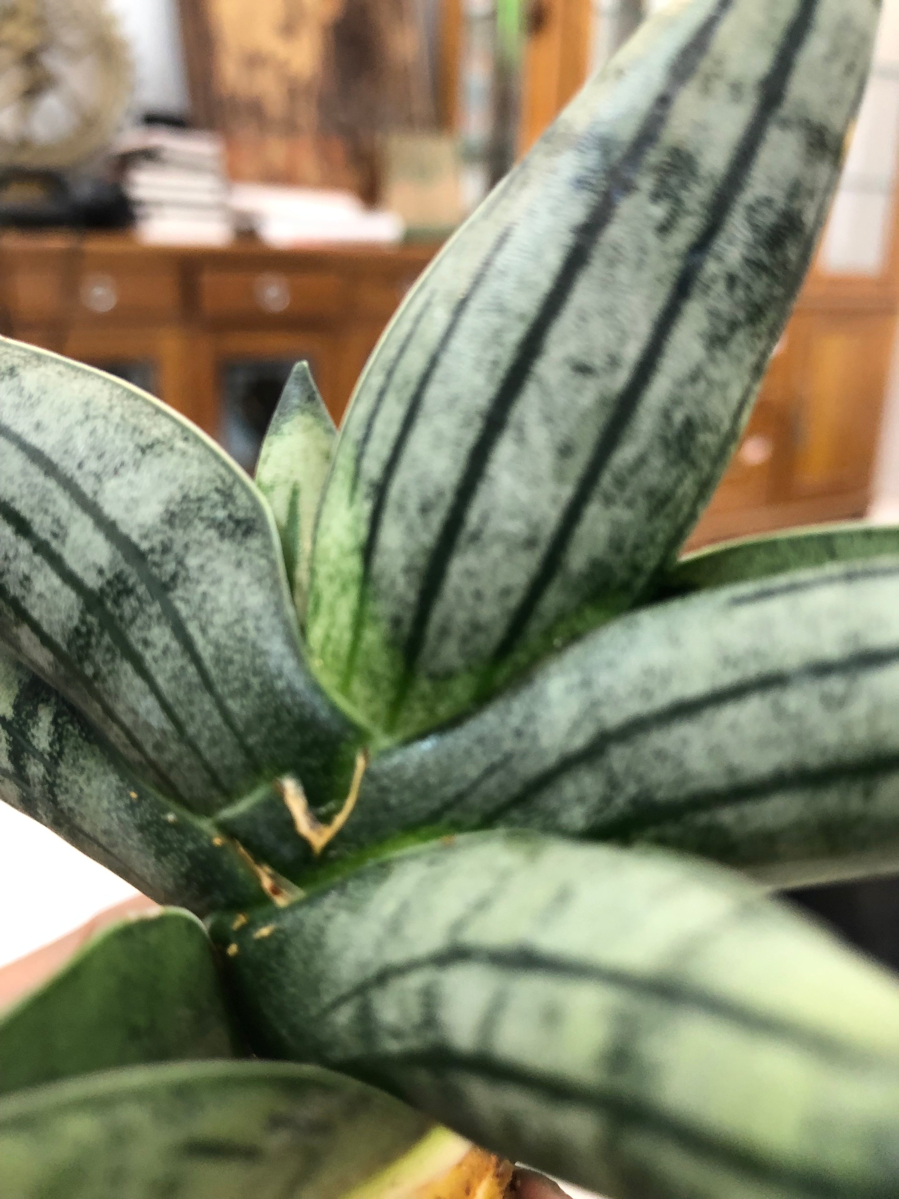 Sansevieria MELON