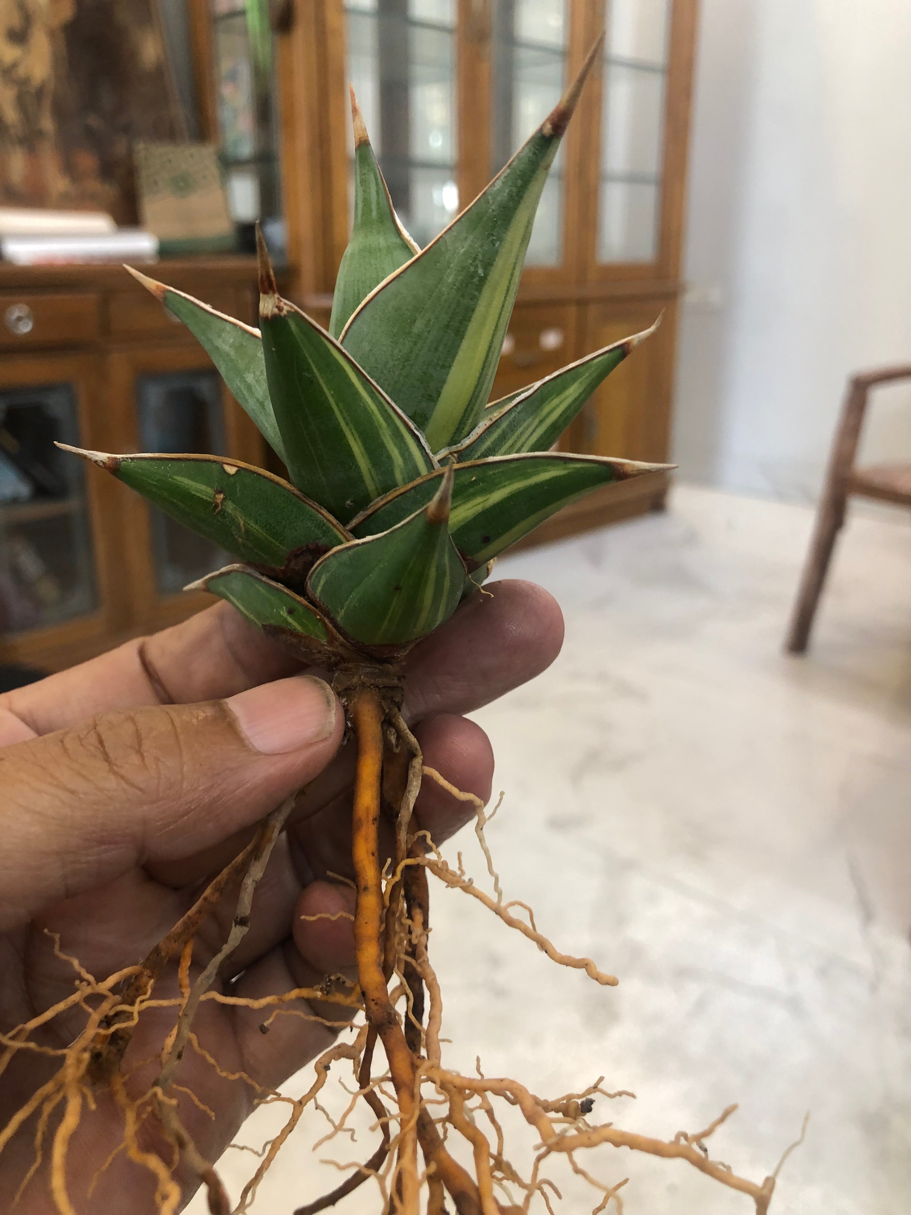 Sansevieria PINGUICULA VARIEGATED