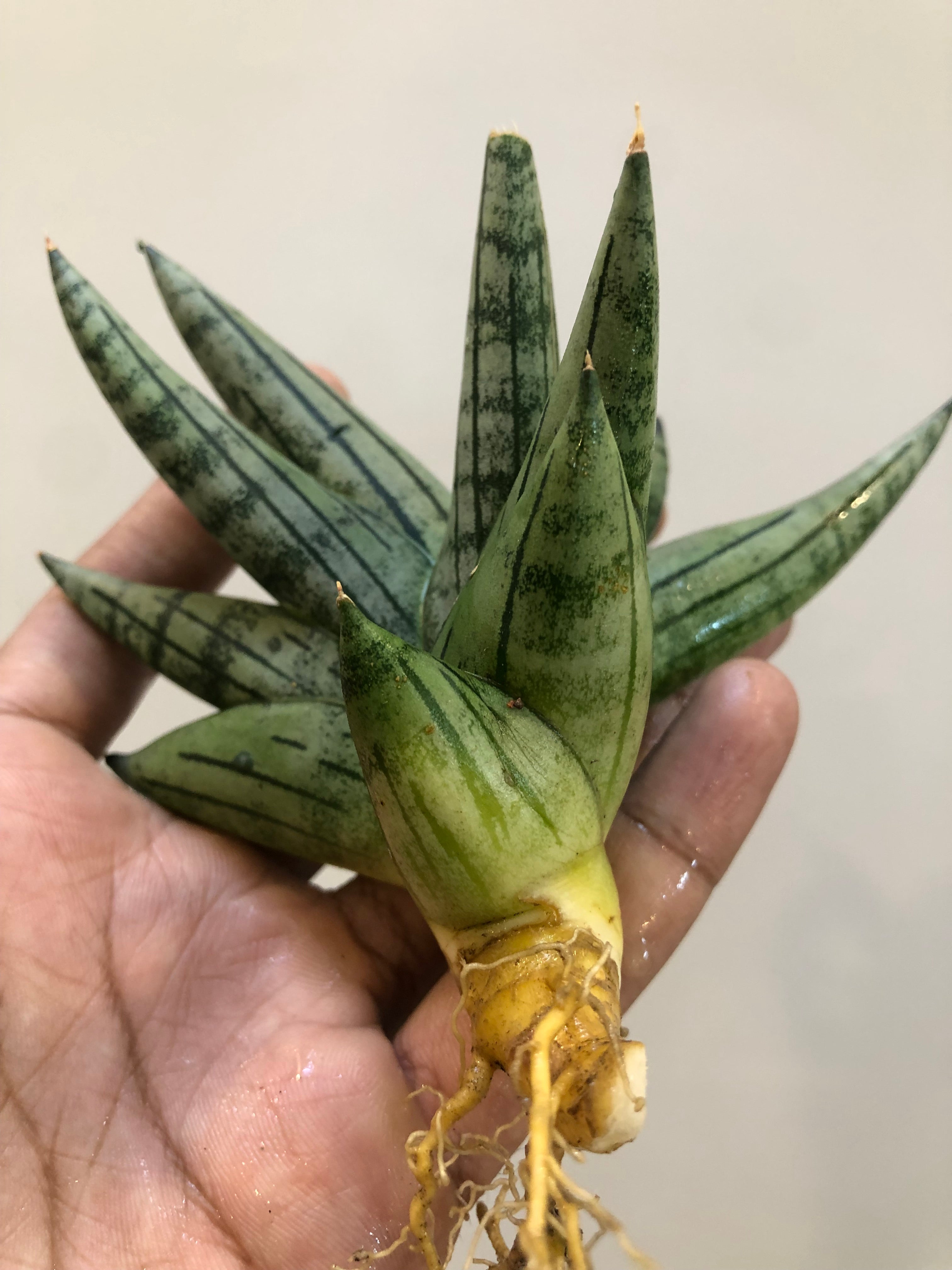 Sansevieria Melon – Stylish Rare Indoor Snake Plant