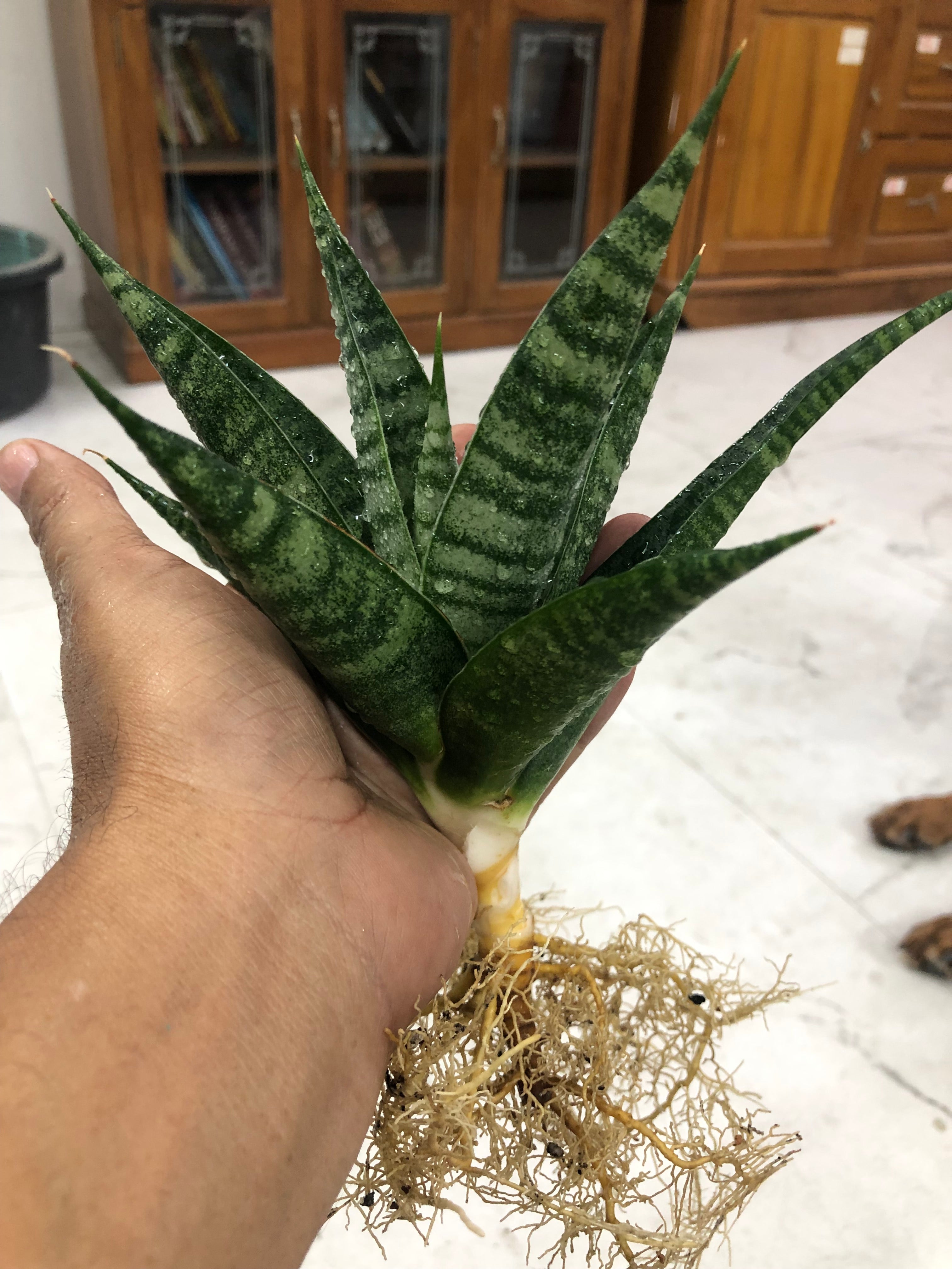 Sansevieria VALI