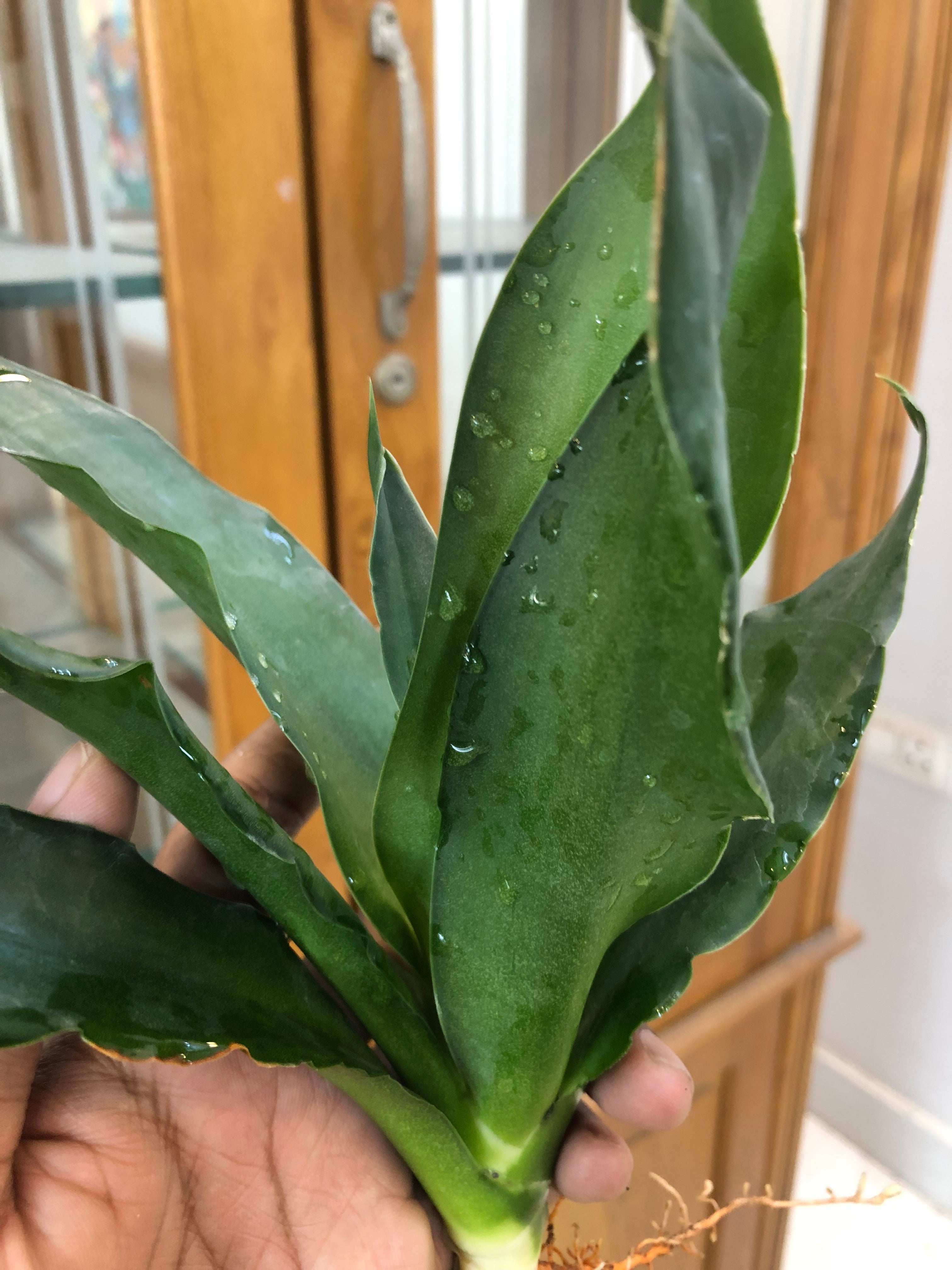Sansevieria CHELOMITA