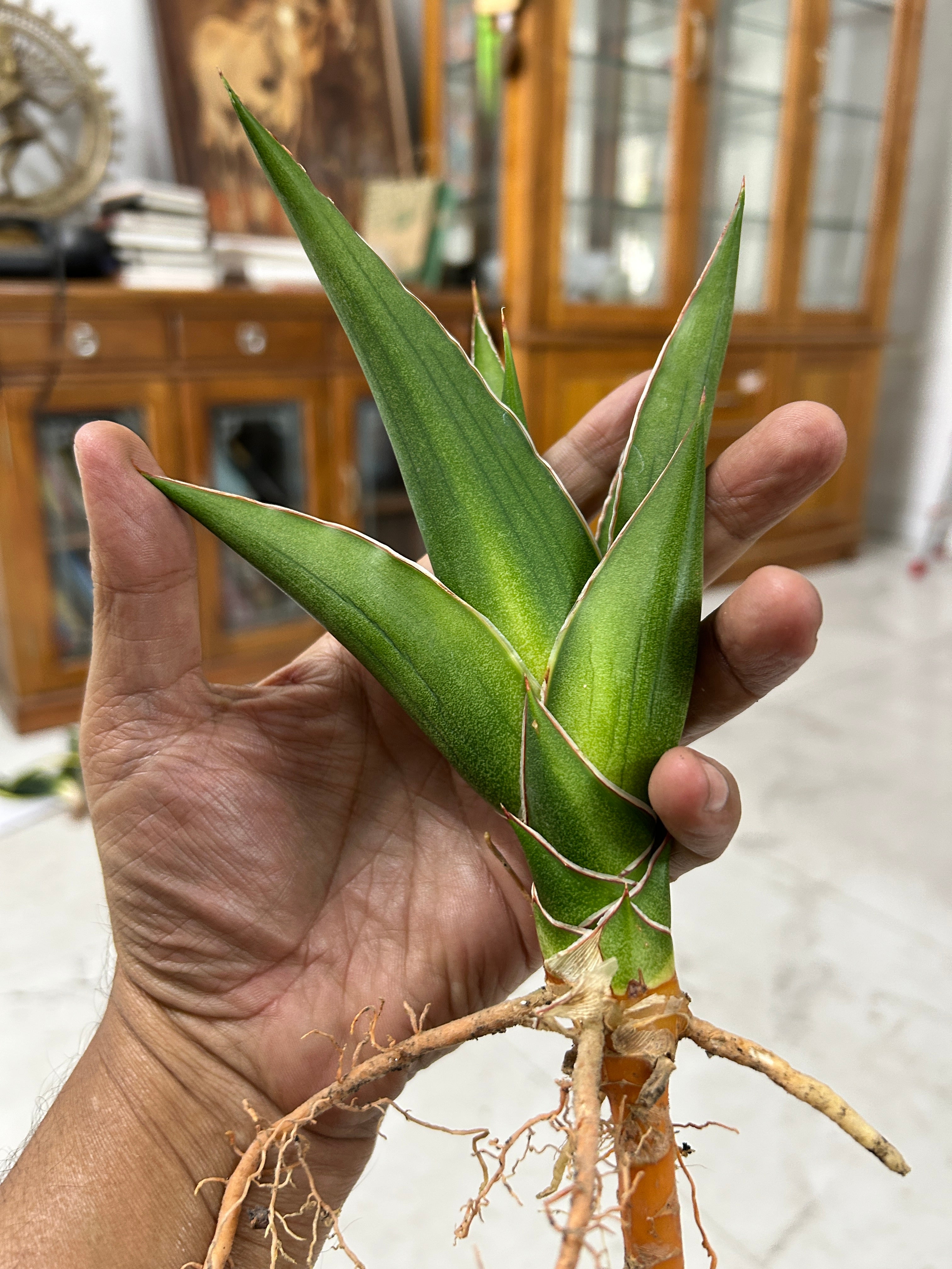 Sansevieria Hybrid AYA