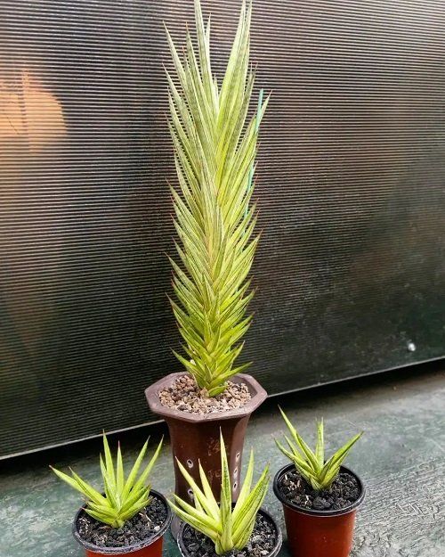 Sansevieria FRANCISSI YELLOW VARIEGATED