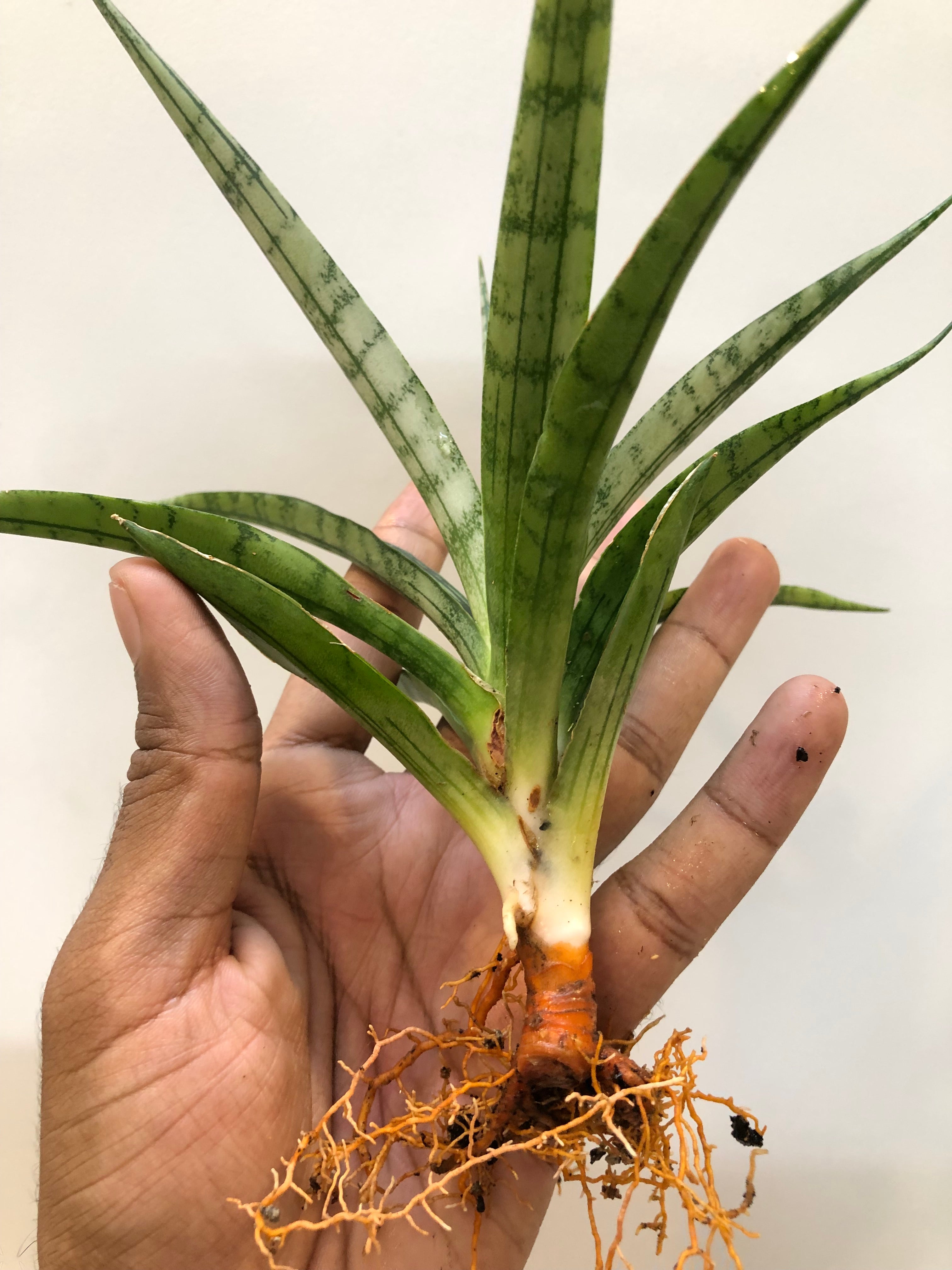 Sansevieria FON PRUM