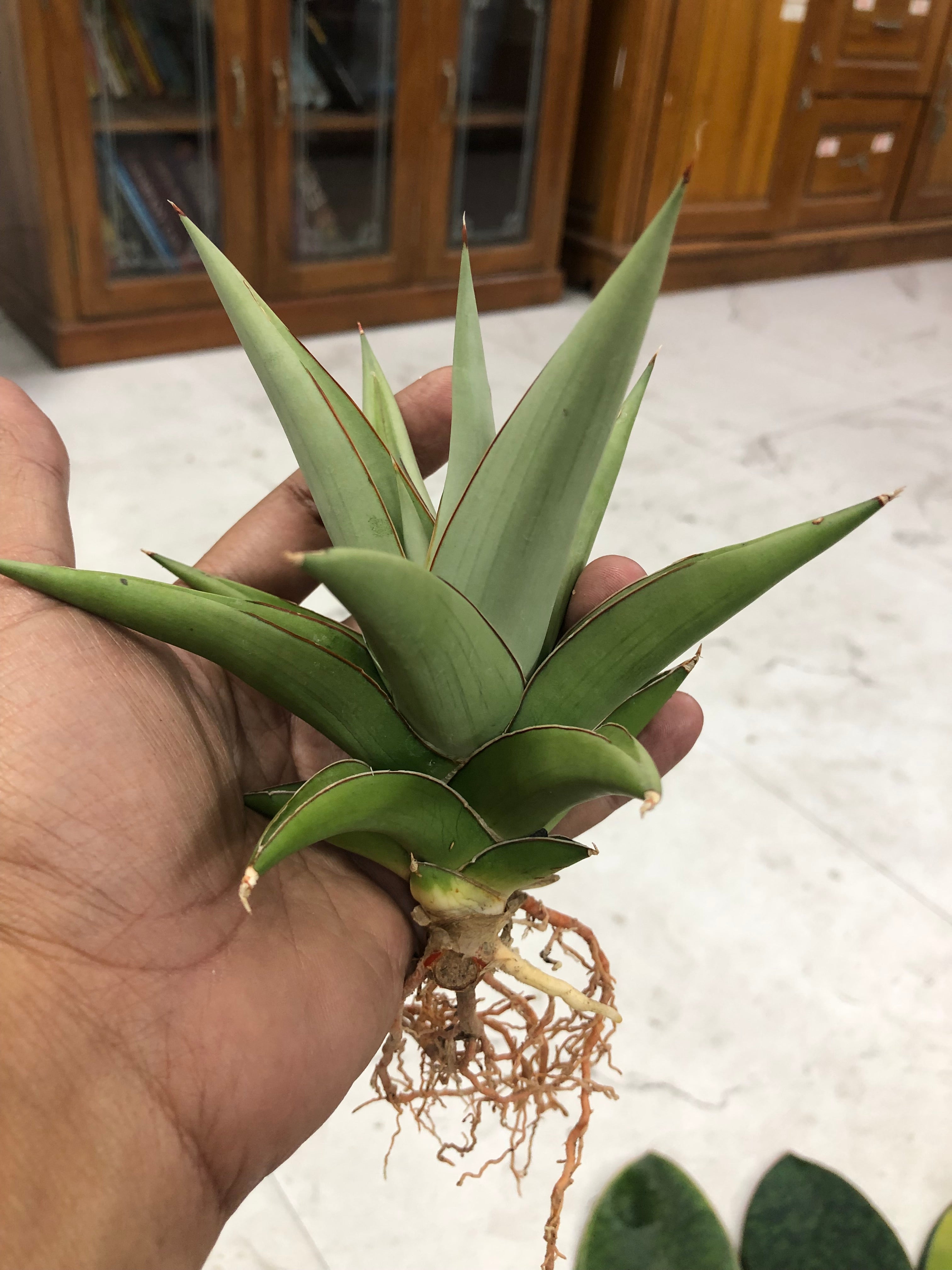 Sansevieria TOWER SILVER