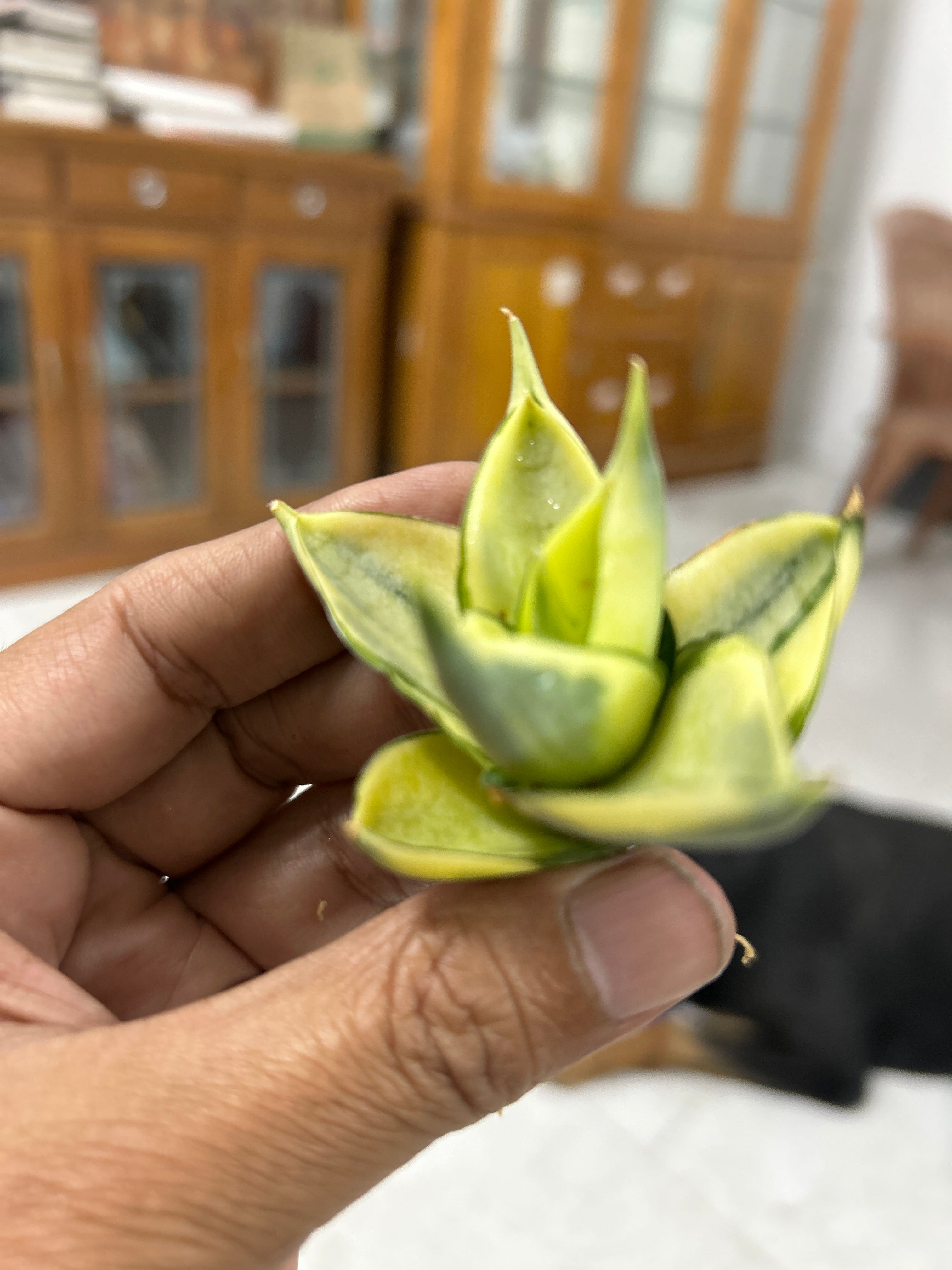Sansevieria MANJA VARIEGATED