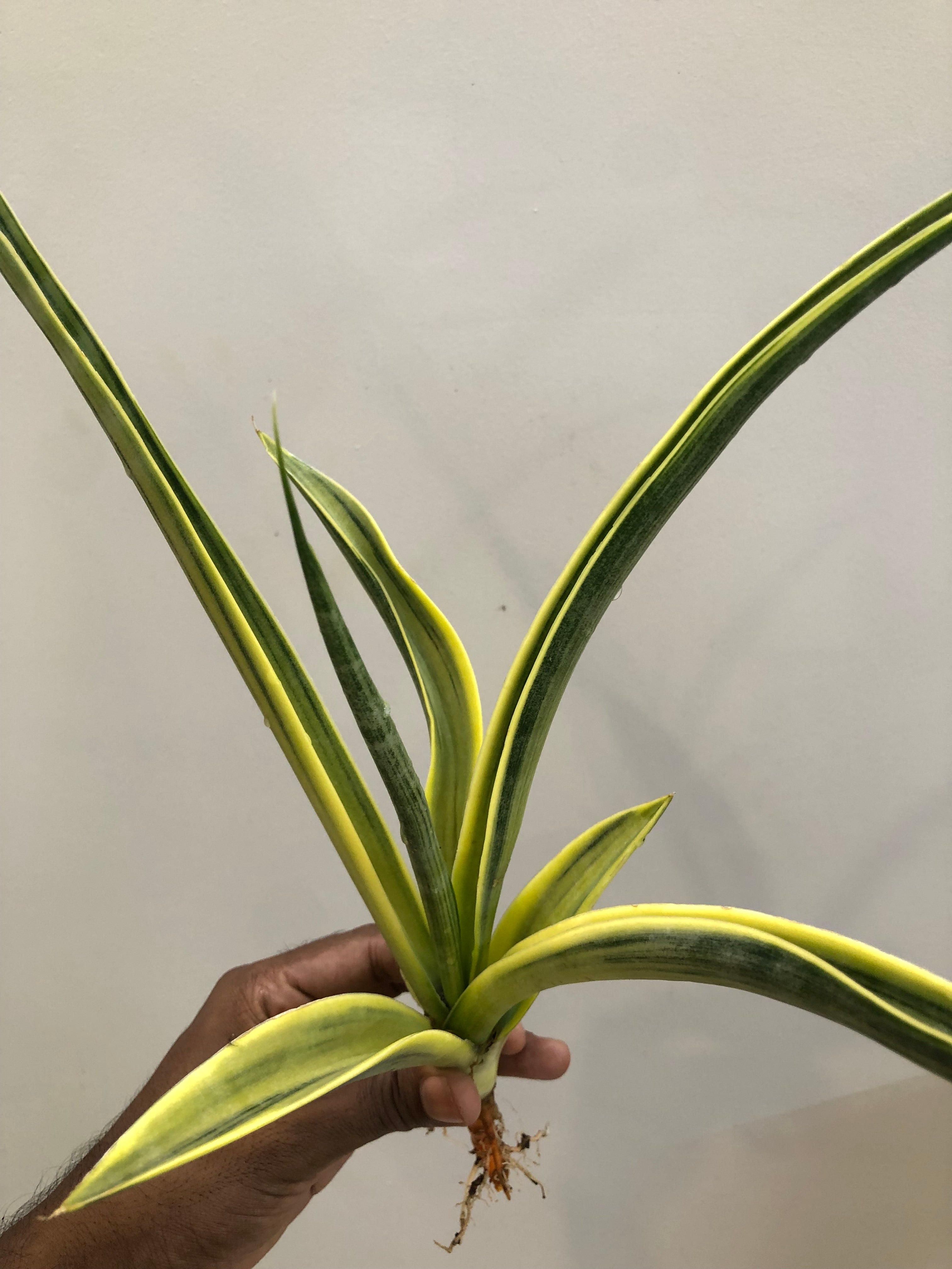 Sansevieria UGANDA VAR