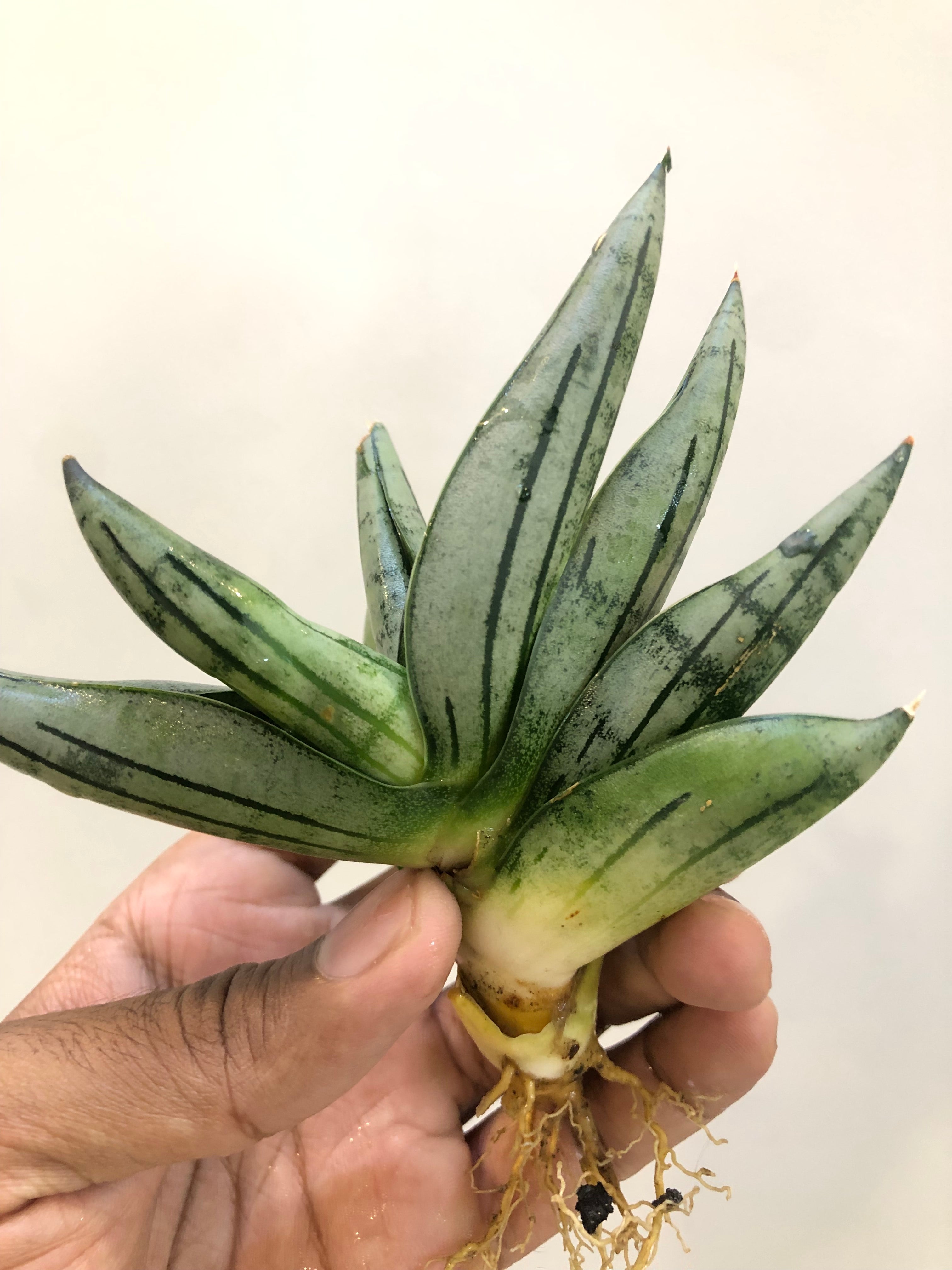 Sansevieria Melon – Stylish Rare Indoor Snake Plant