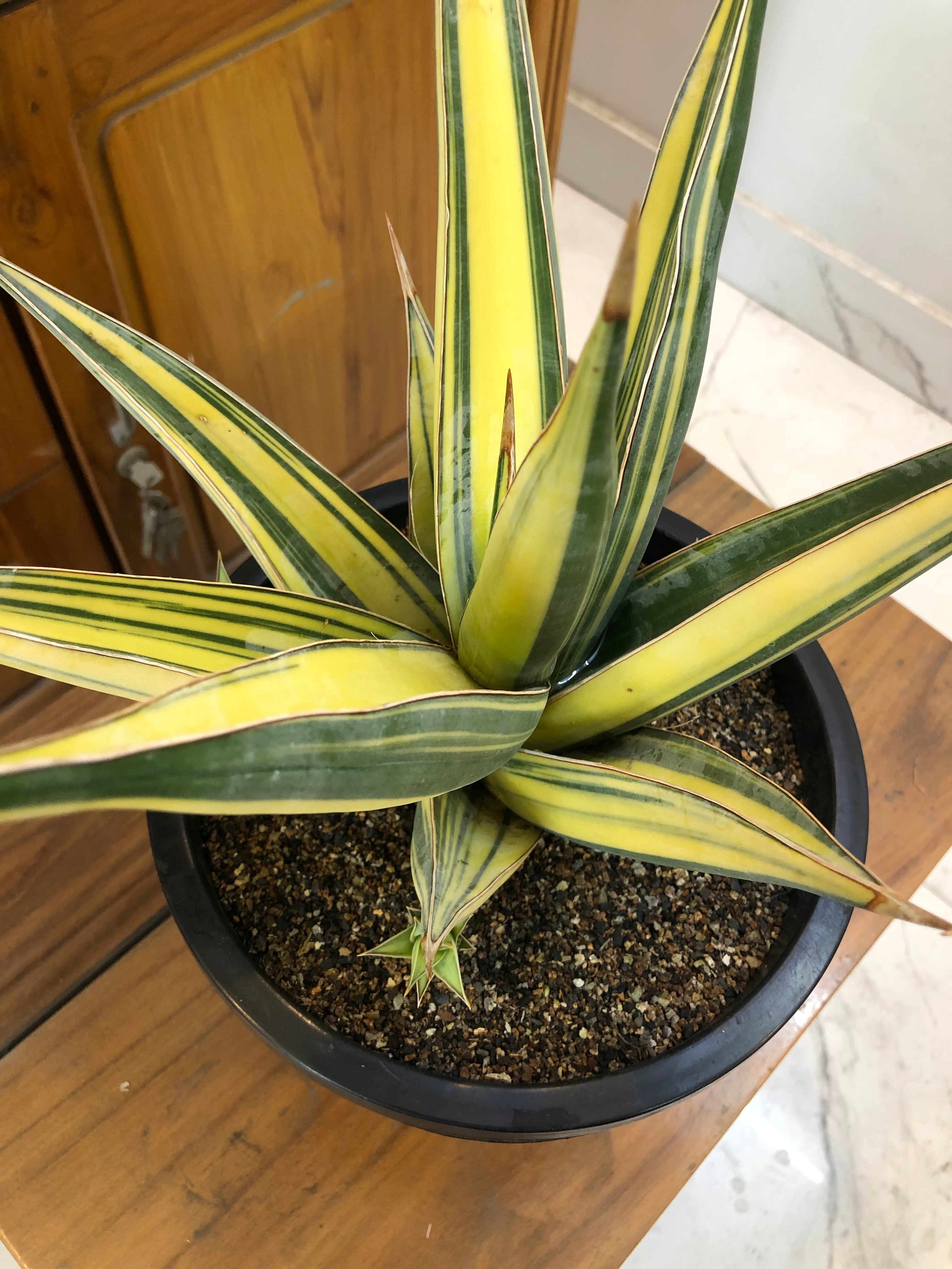 Sansevieria PINGUICULA VARIEGATED SPECIMEN