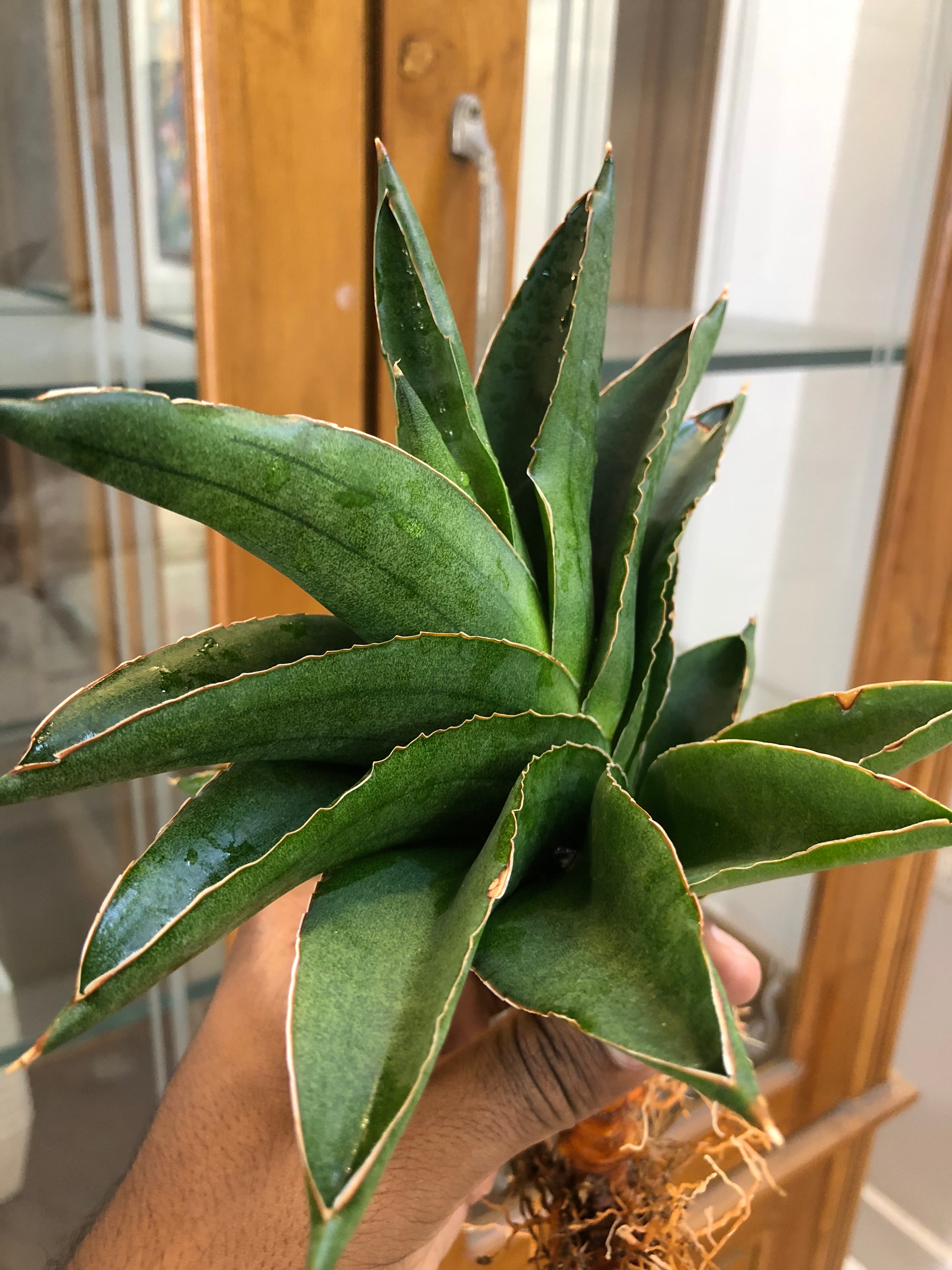 Sansevieria Andaman – Exotic Compact Indoor Plant