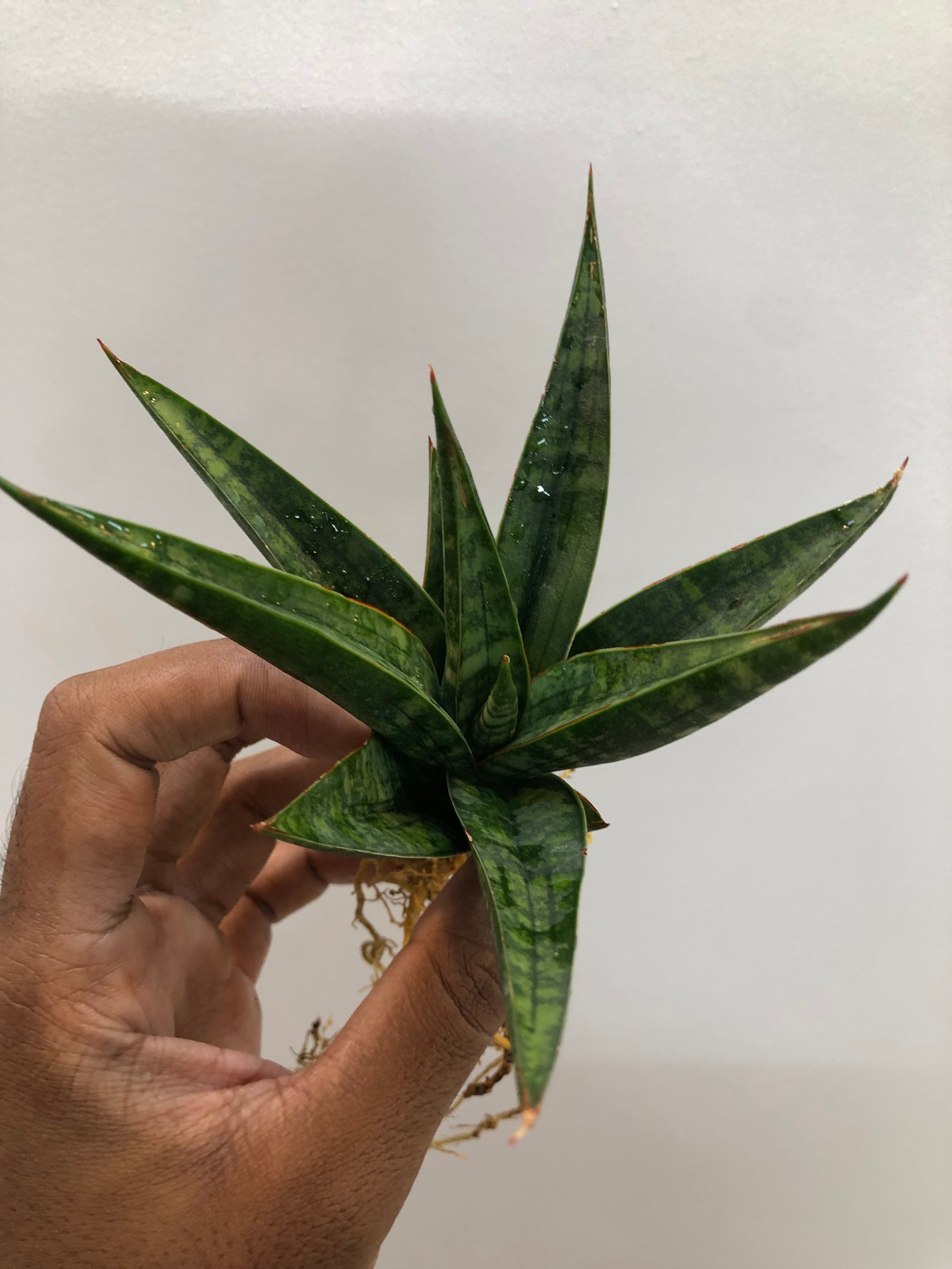 Sansevieria STAR GATE LARGE