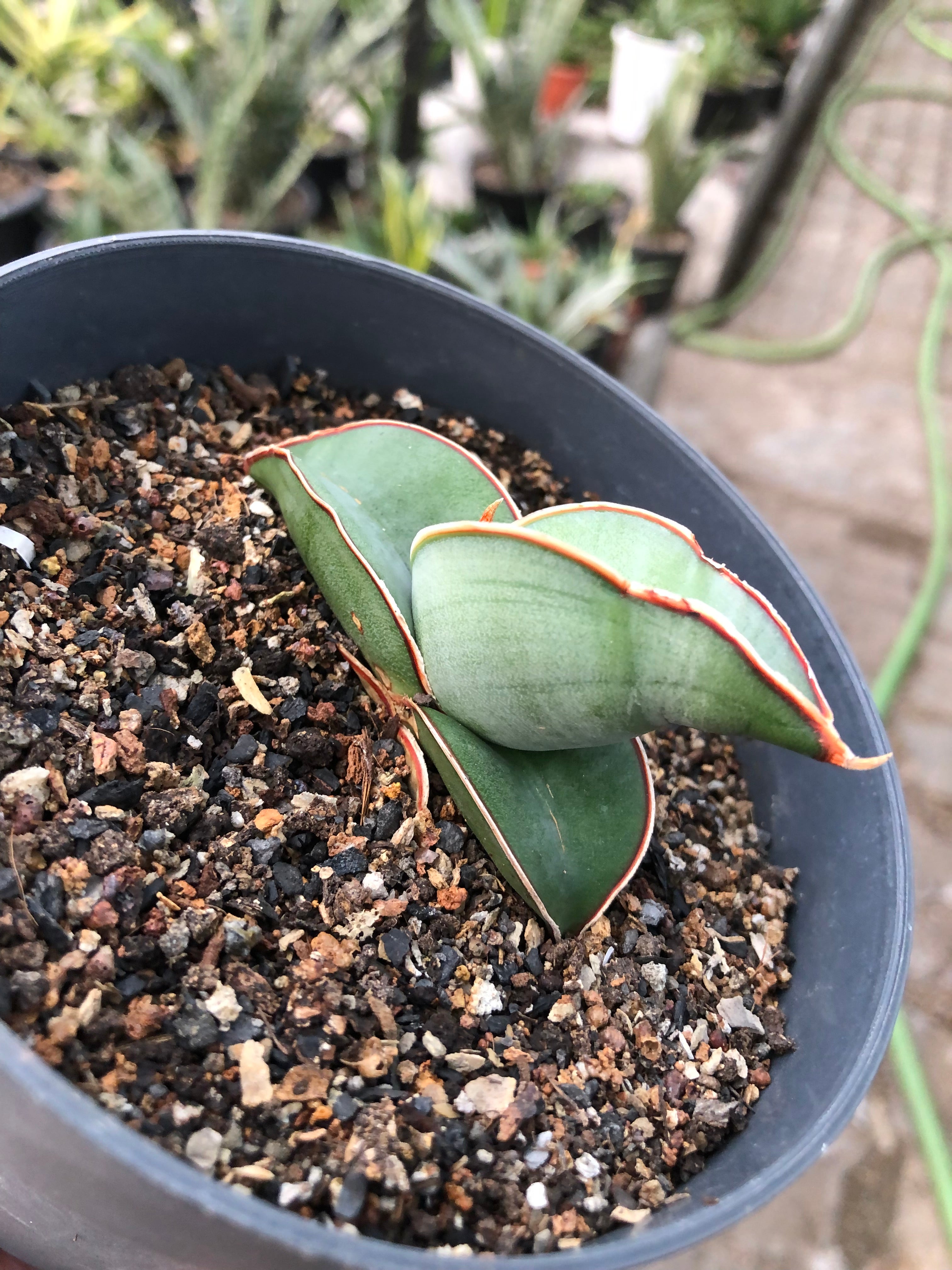 Sansevieria BANANA FAT