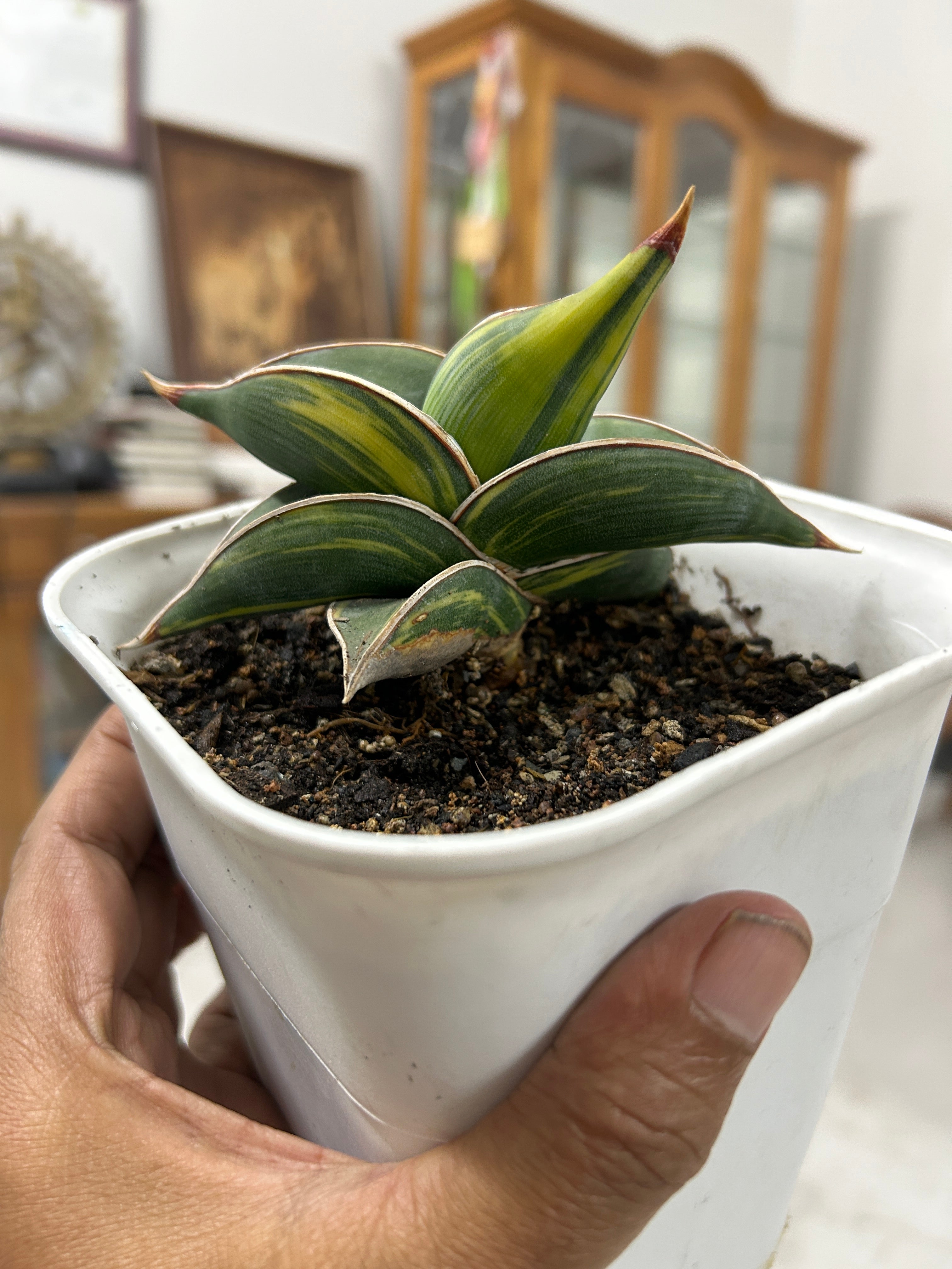 Sansevieria RORIDA VAR