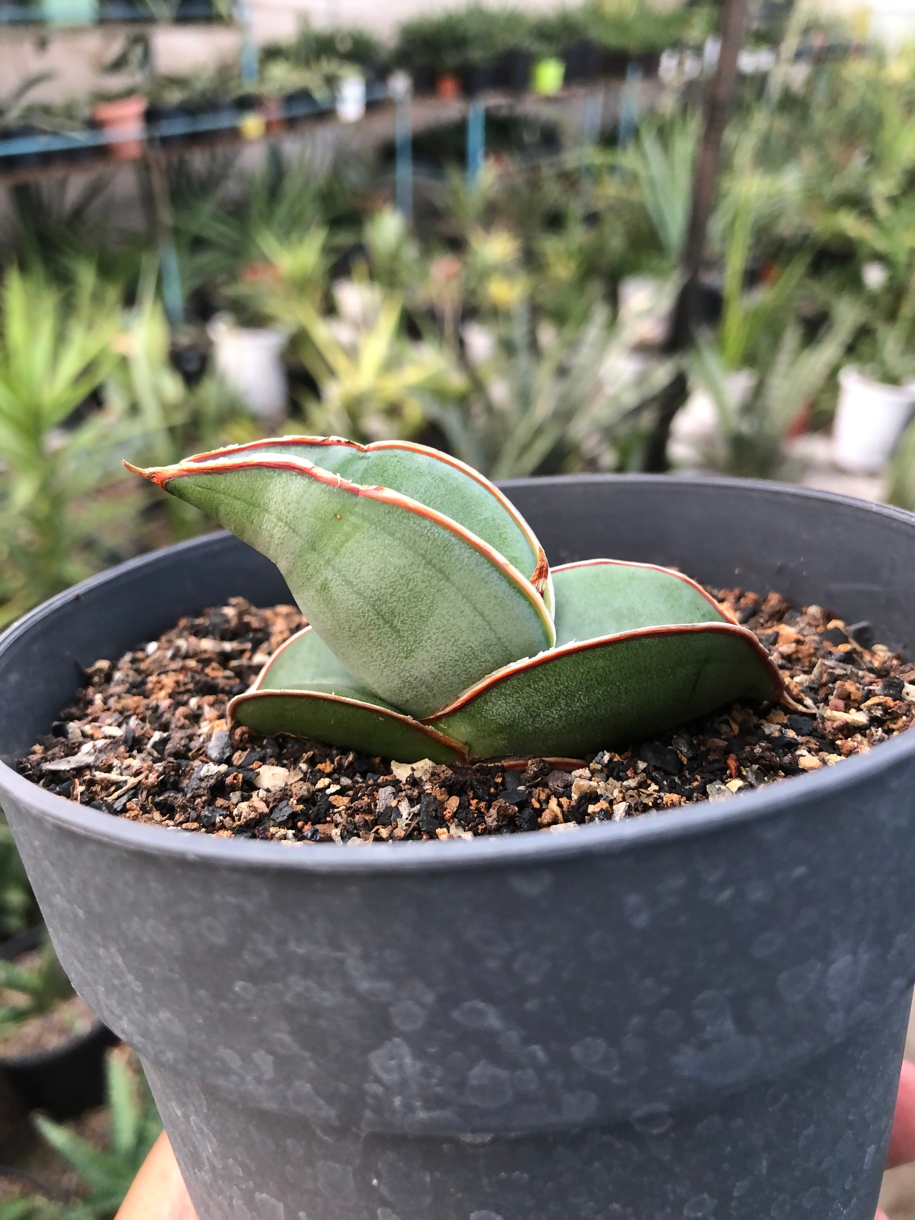 Sansevieria BANANA FAT