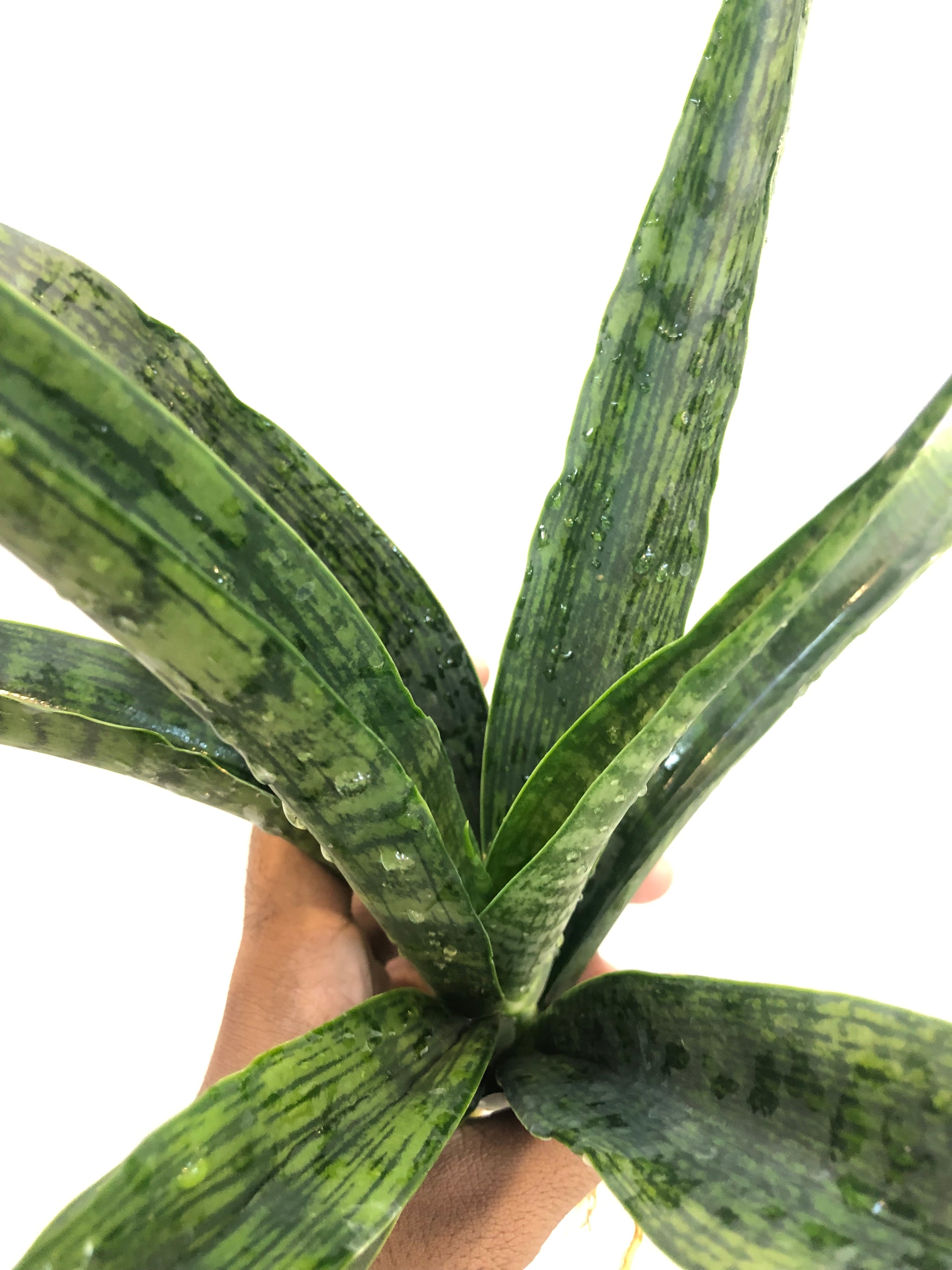 Sansevieria BALLERIAN SPECIMEN