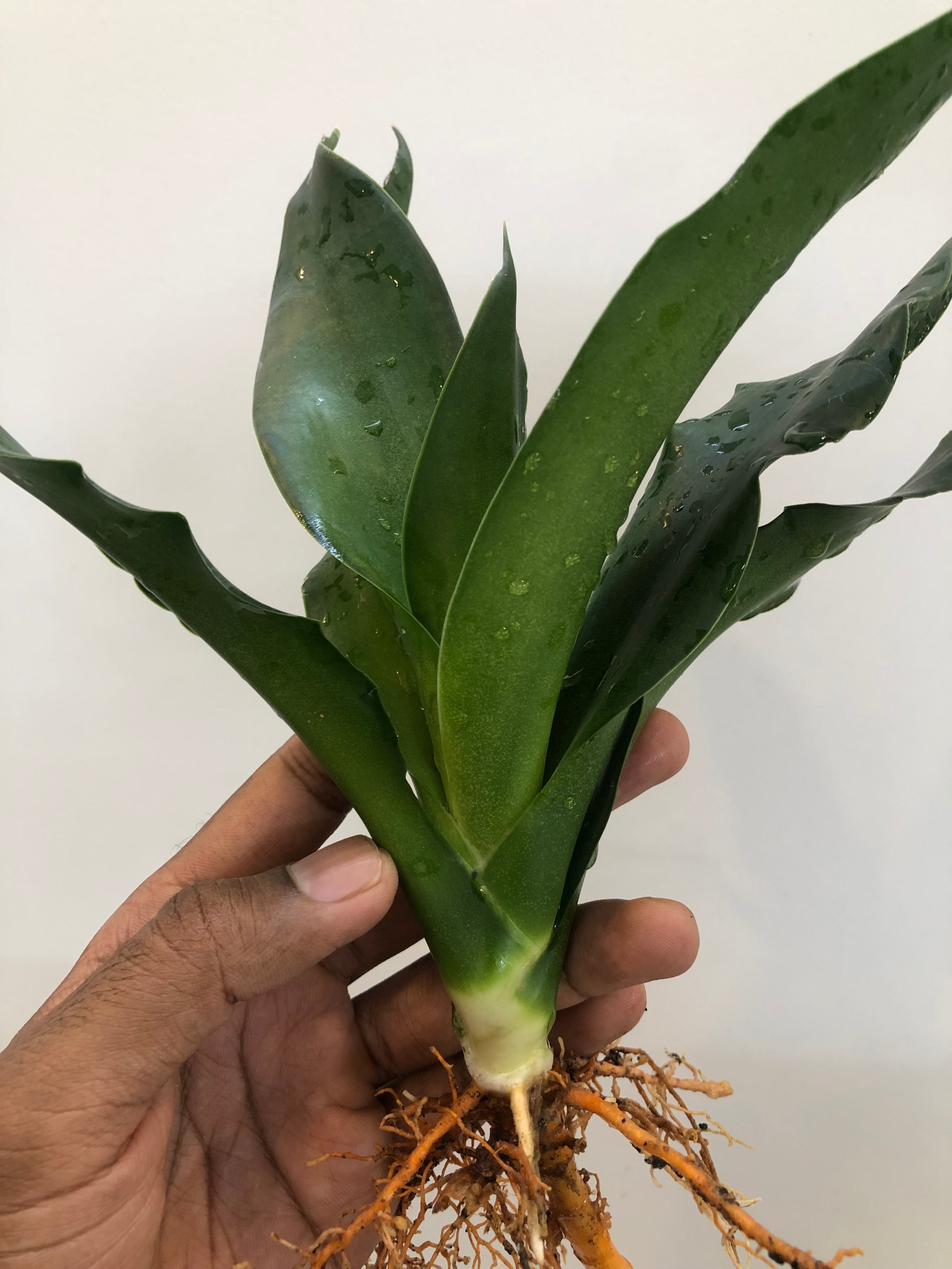 Sansevieria CHELOMITA
